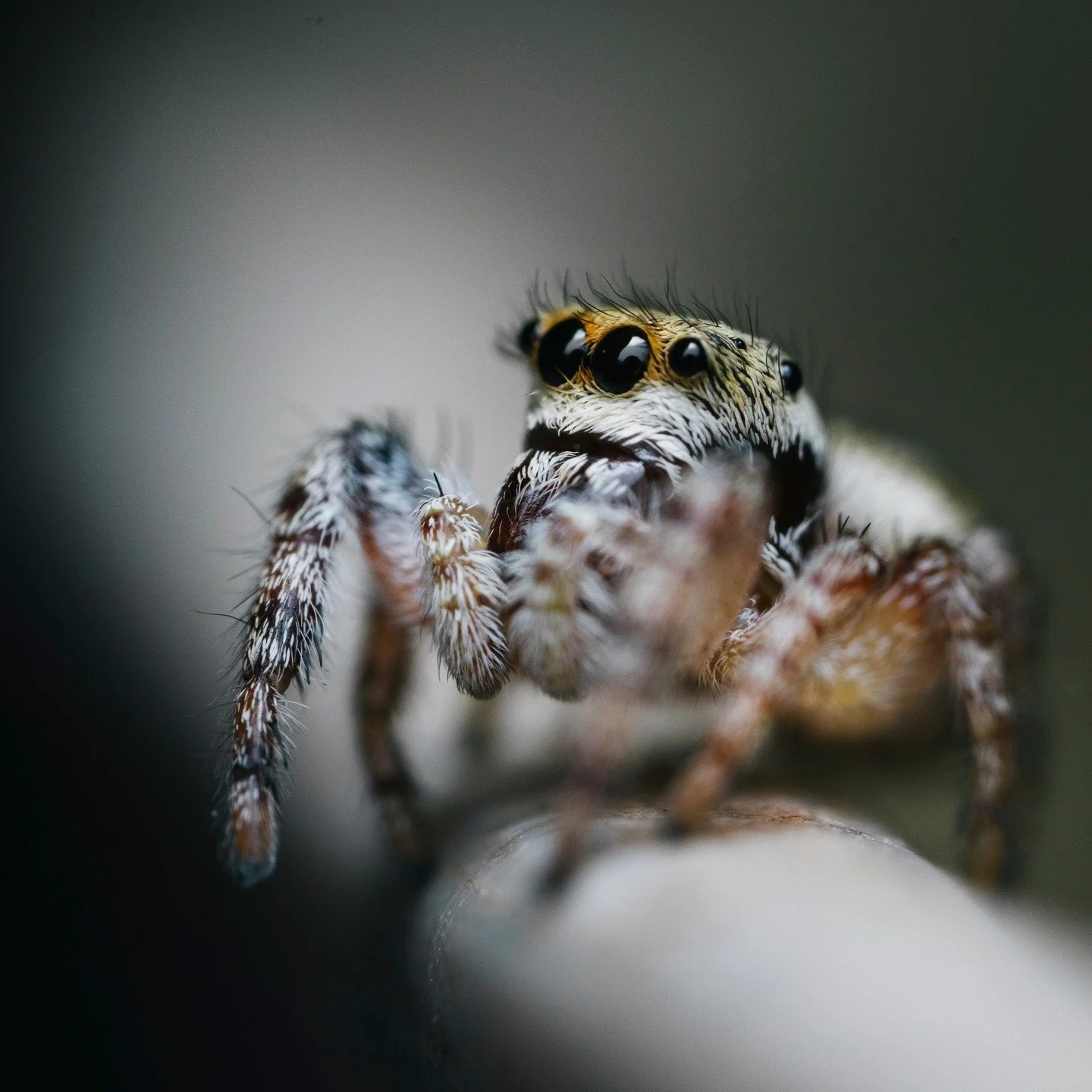 Zebra Jumping Spider