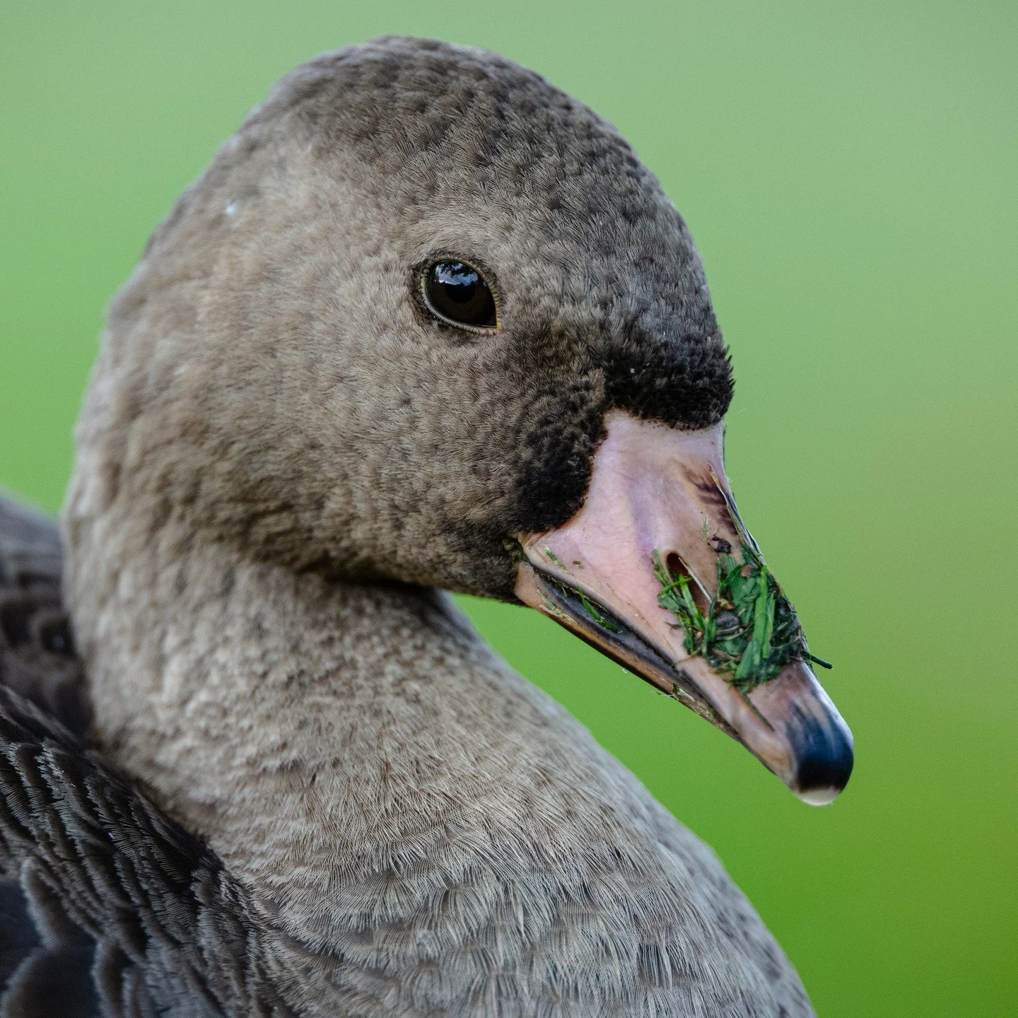 Greater White-fronted Geese (Juveniles)