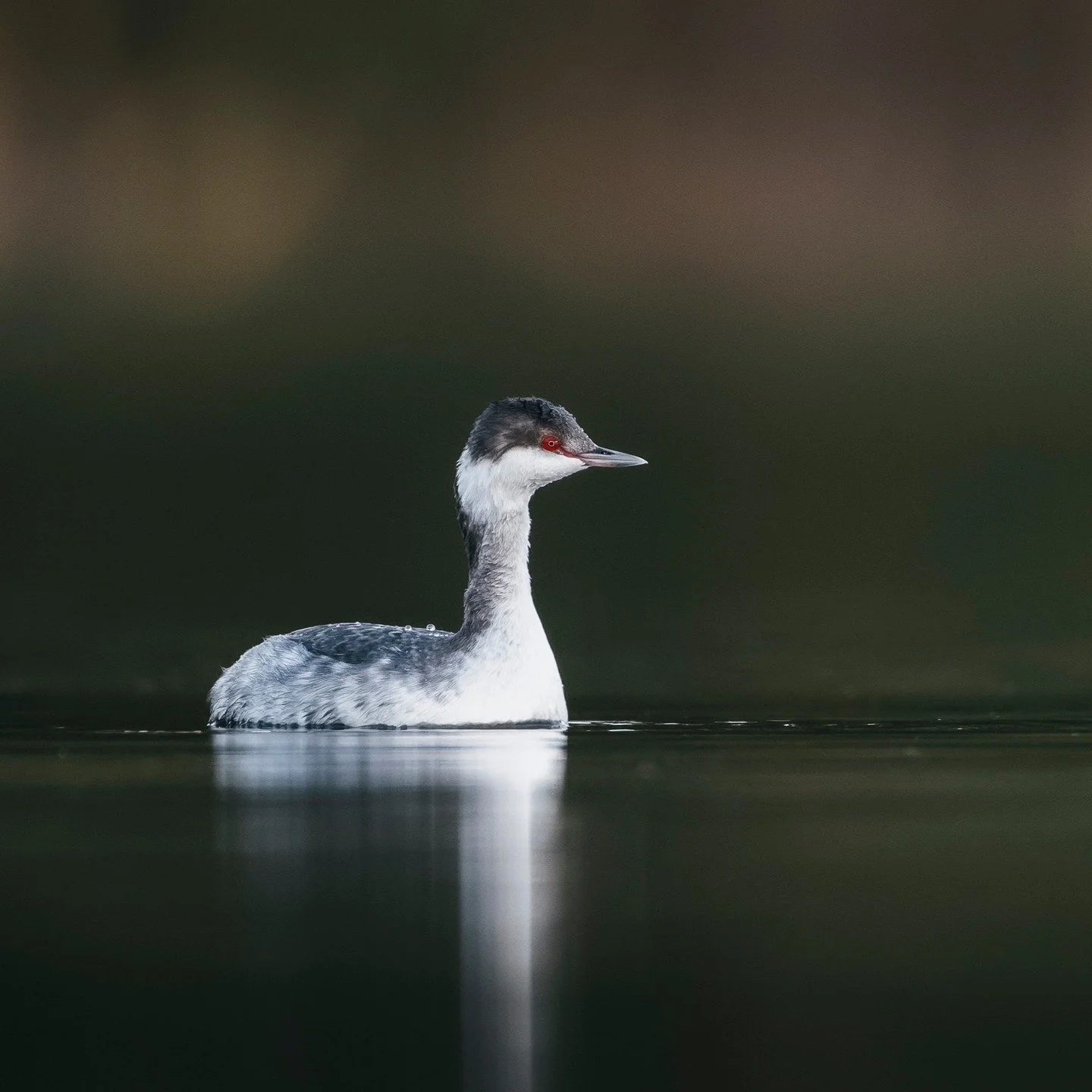 Horned Grebe