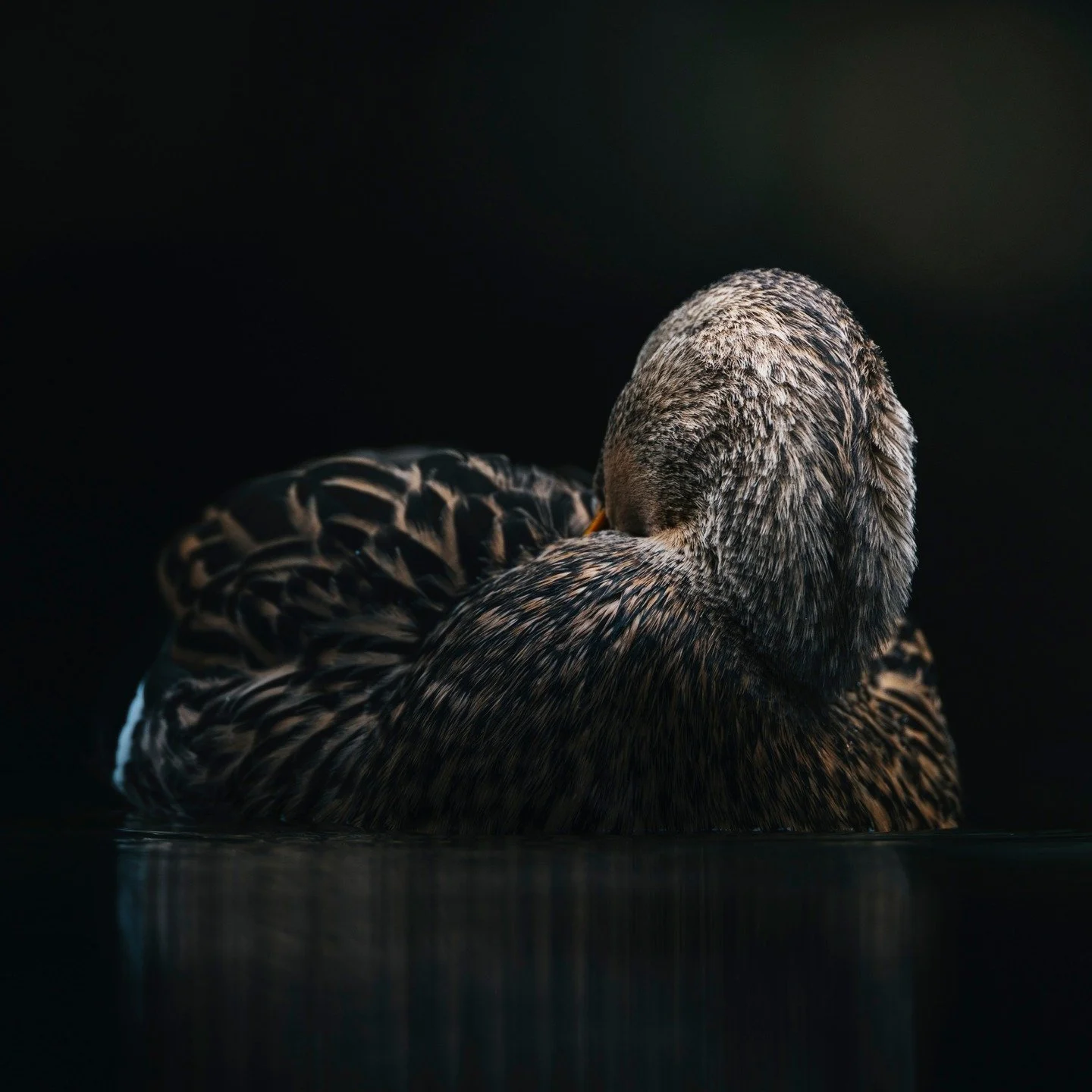 Mallards