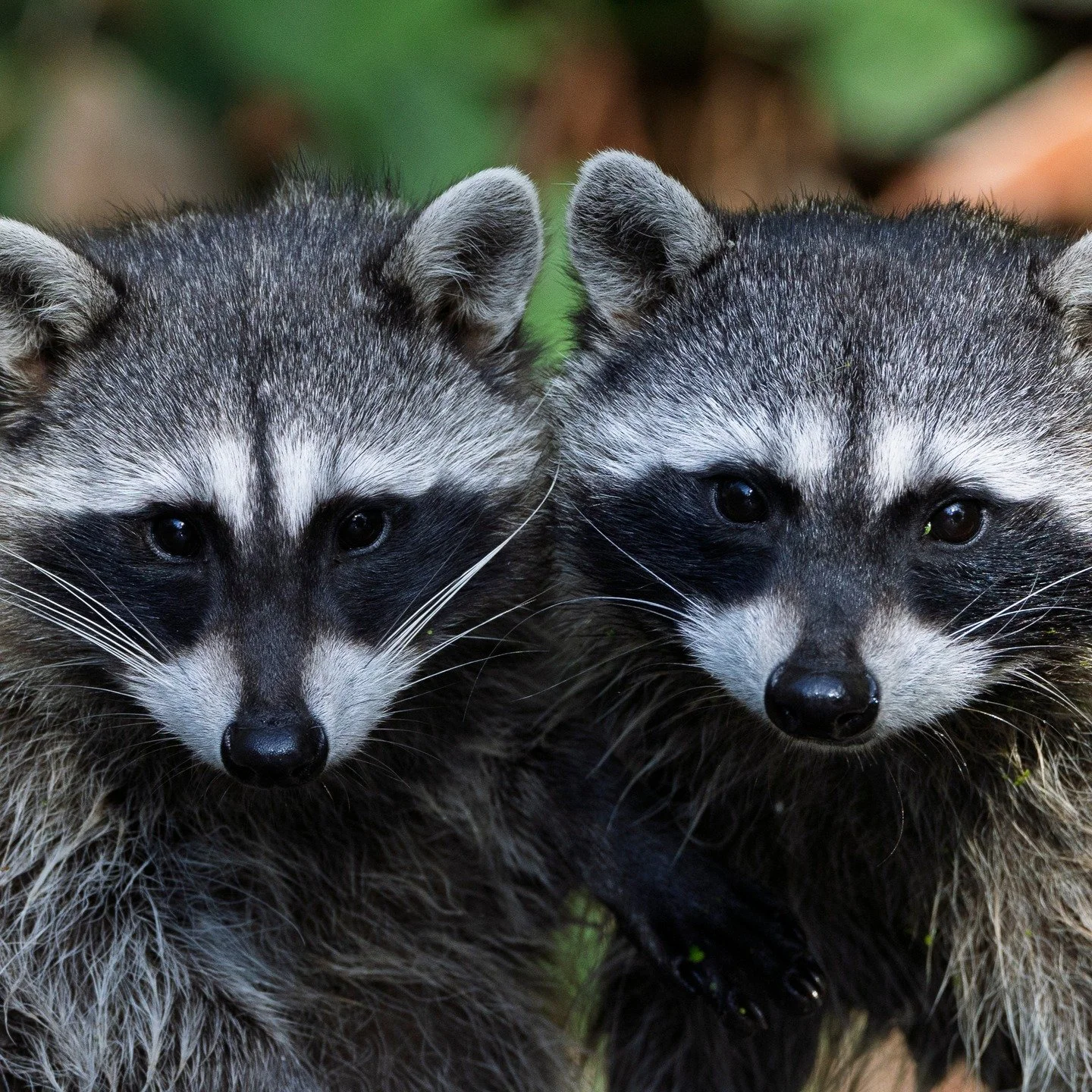 Juvenile Raccoons