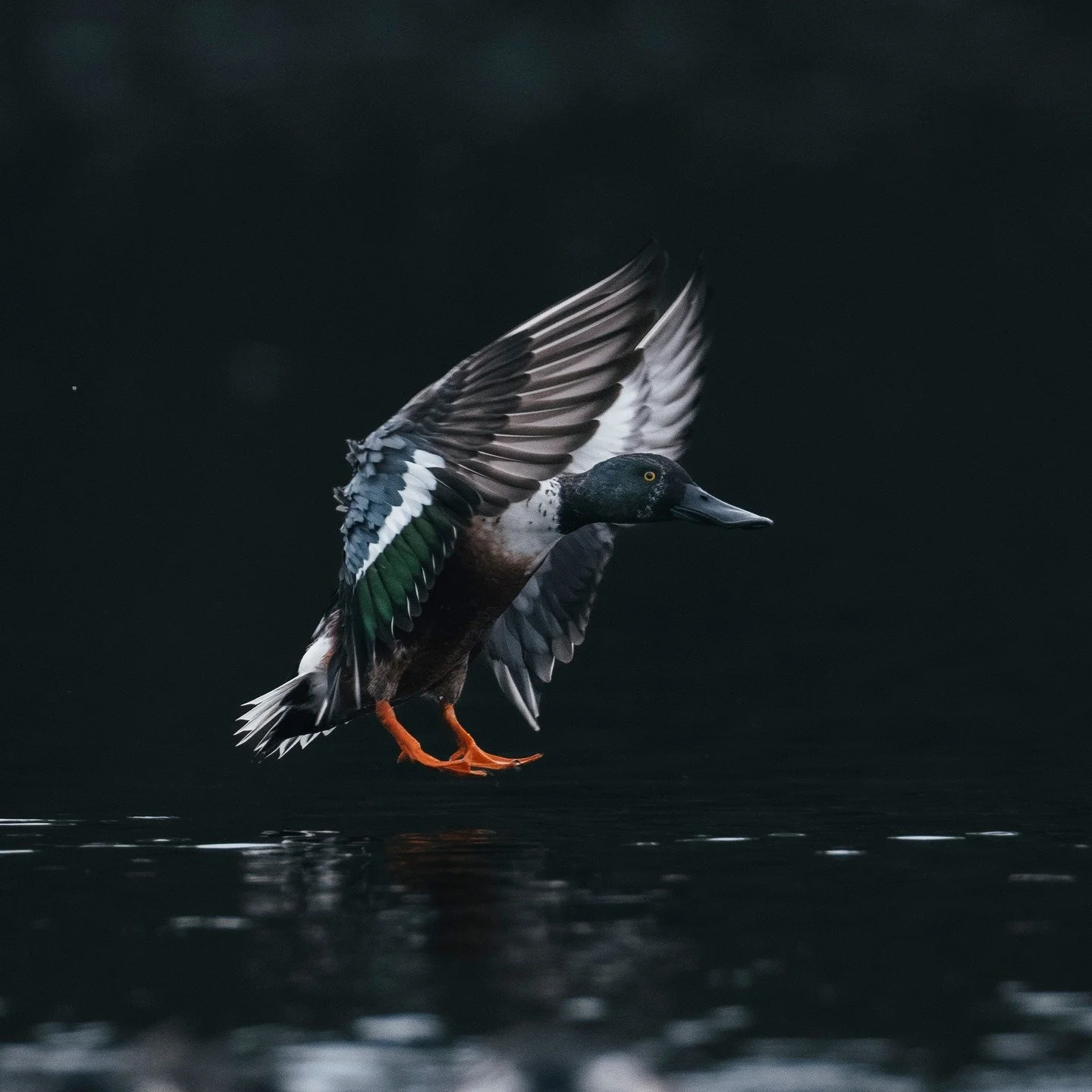 Northern Shoveler