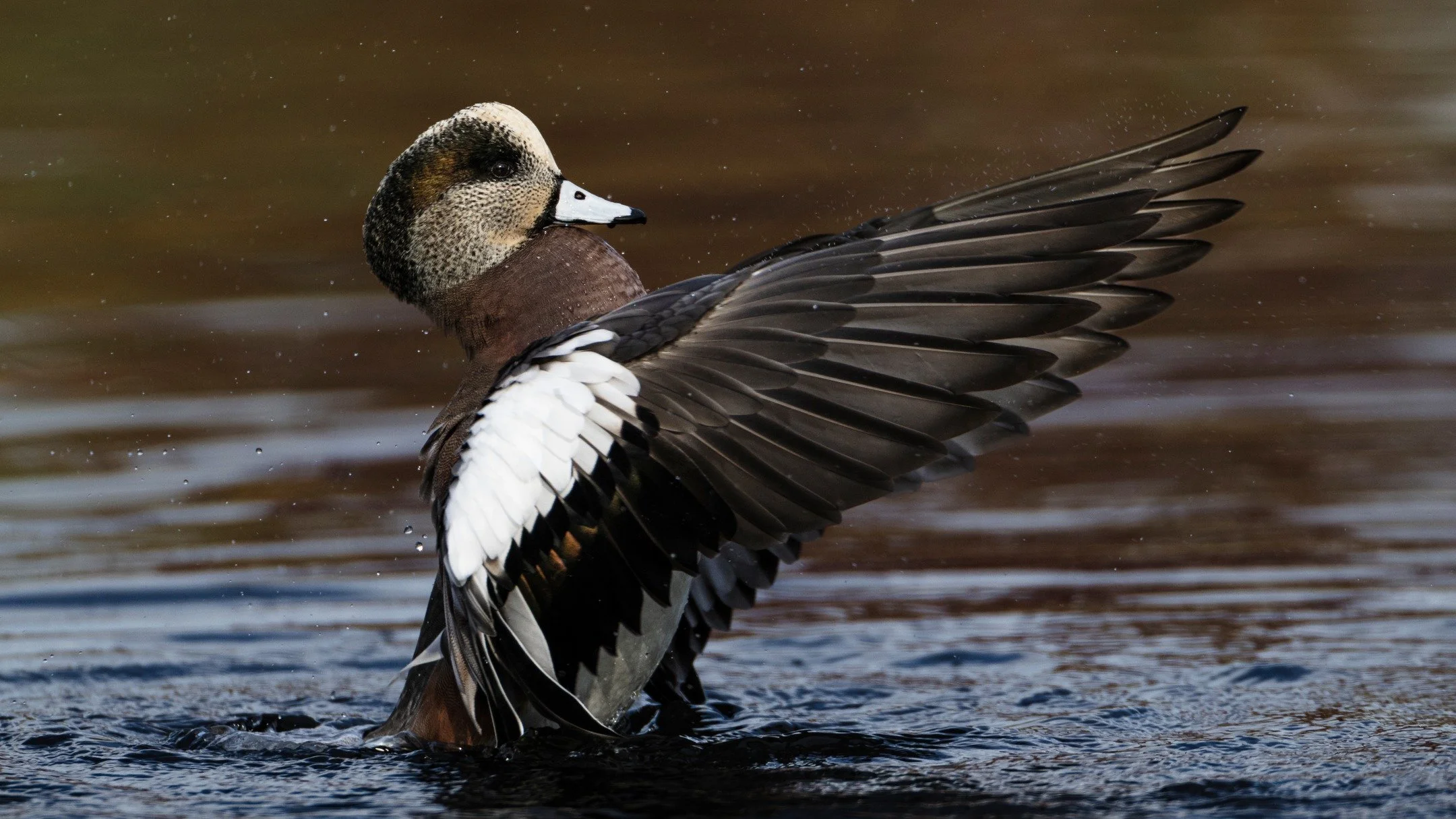 American Wigeon