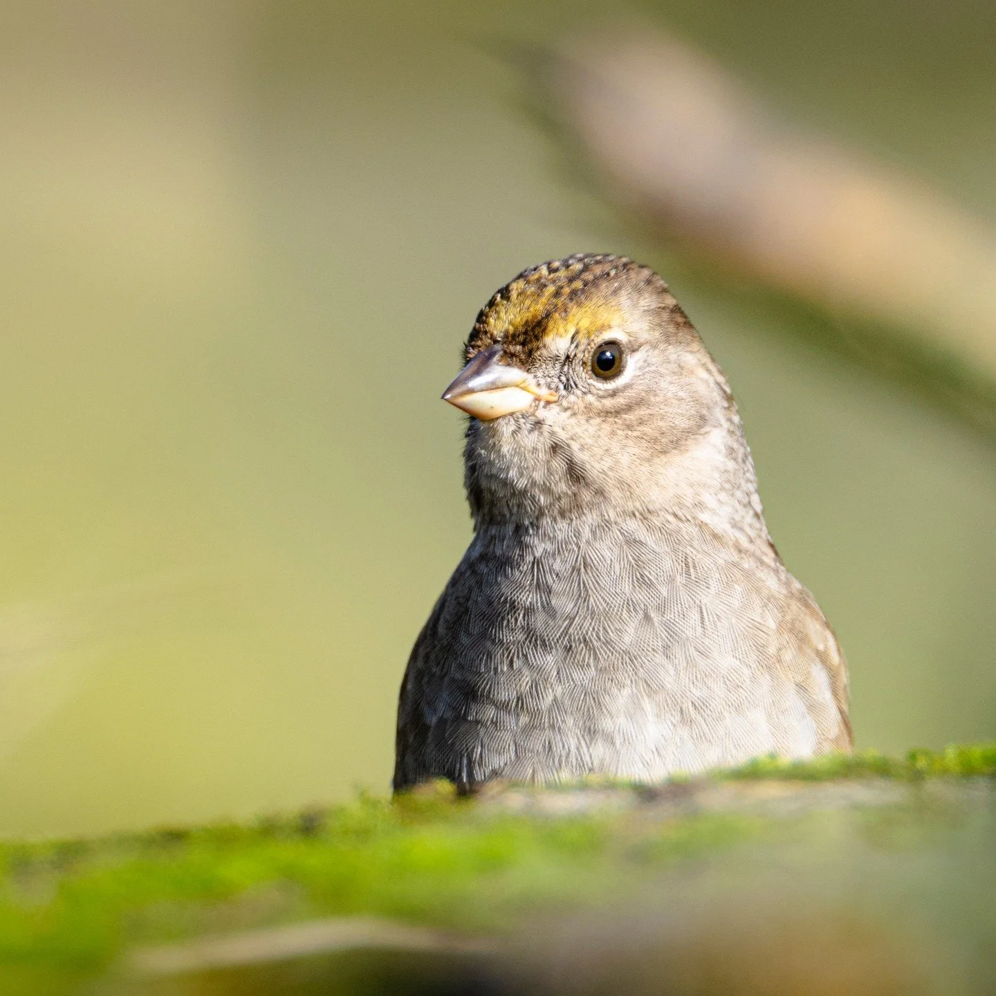 Golden-crowned Sparrow