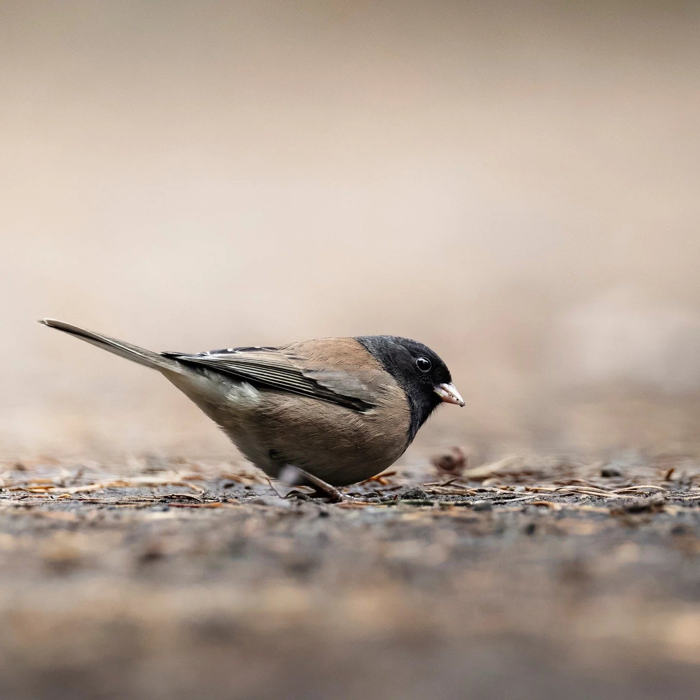 Dark-eyed Junco