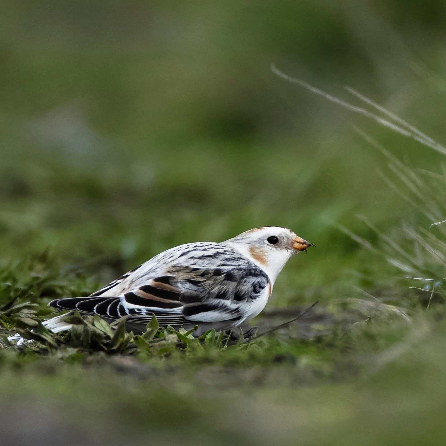 Snow Bunting