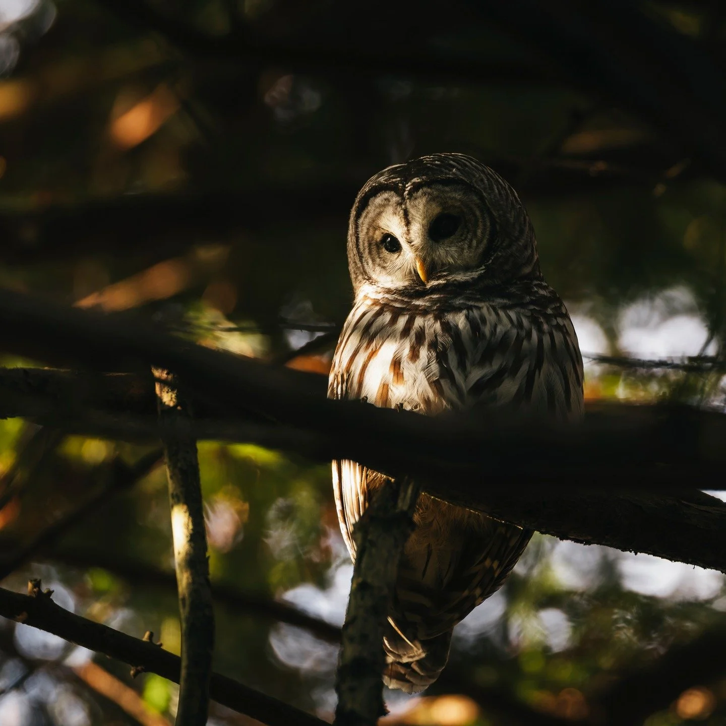 Barred Owl