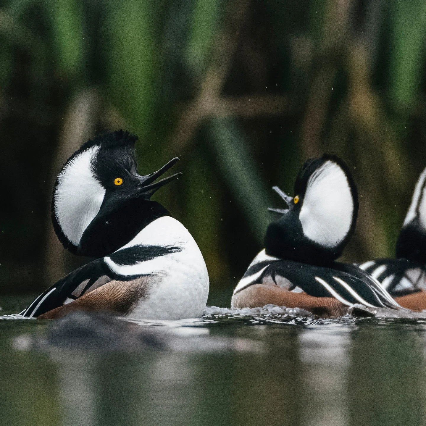 Hooded Mergansers