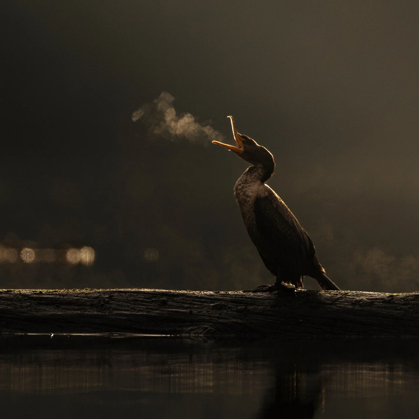 Double Crested Cormorant