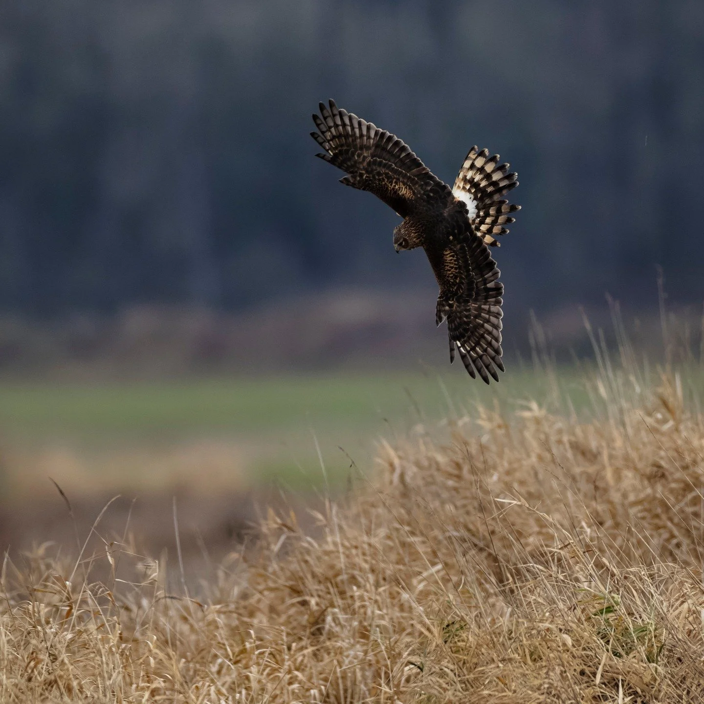 Northern Harrier