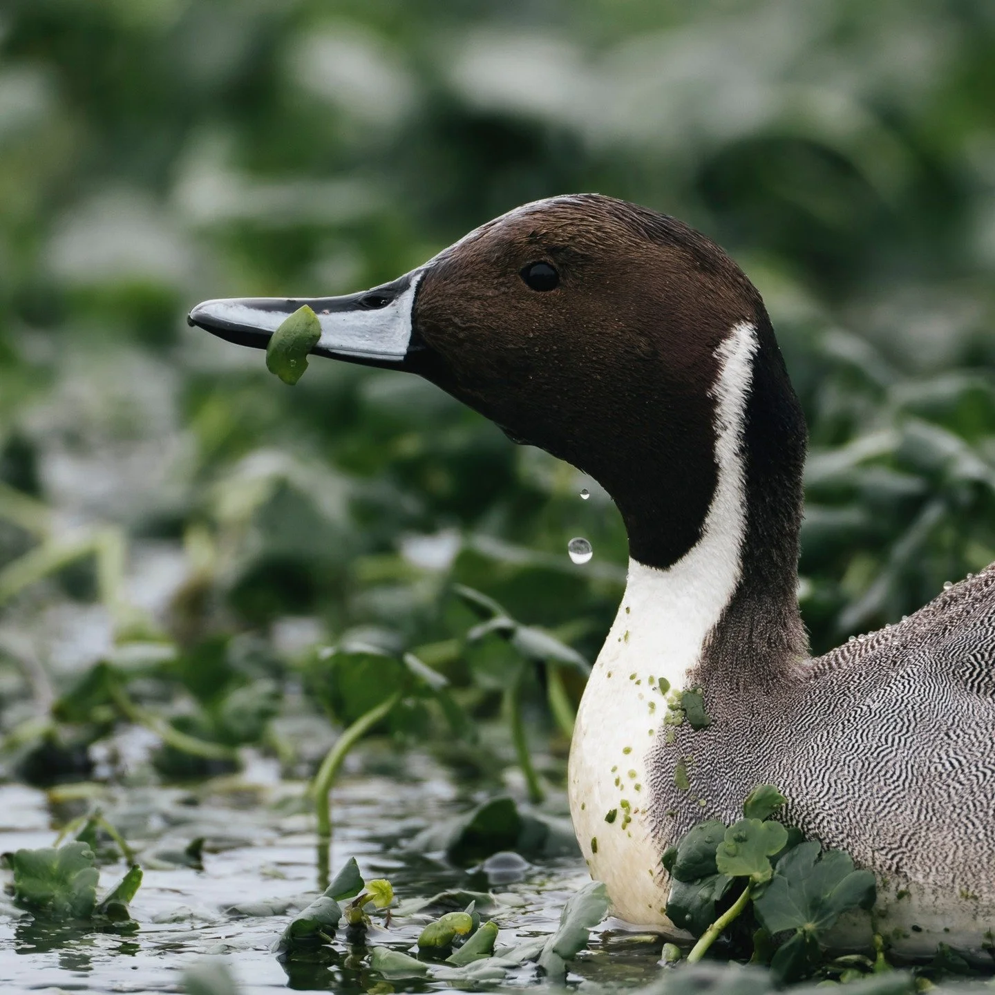 Northern Pintail