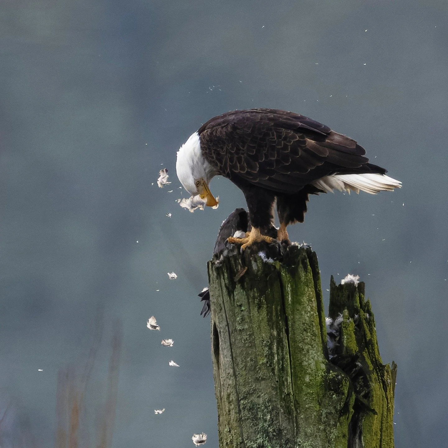 Bald Eagle and Snack (cackling goose)