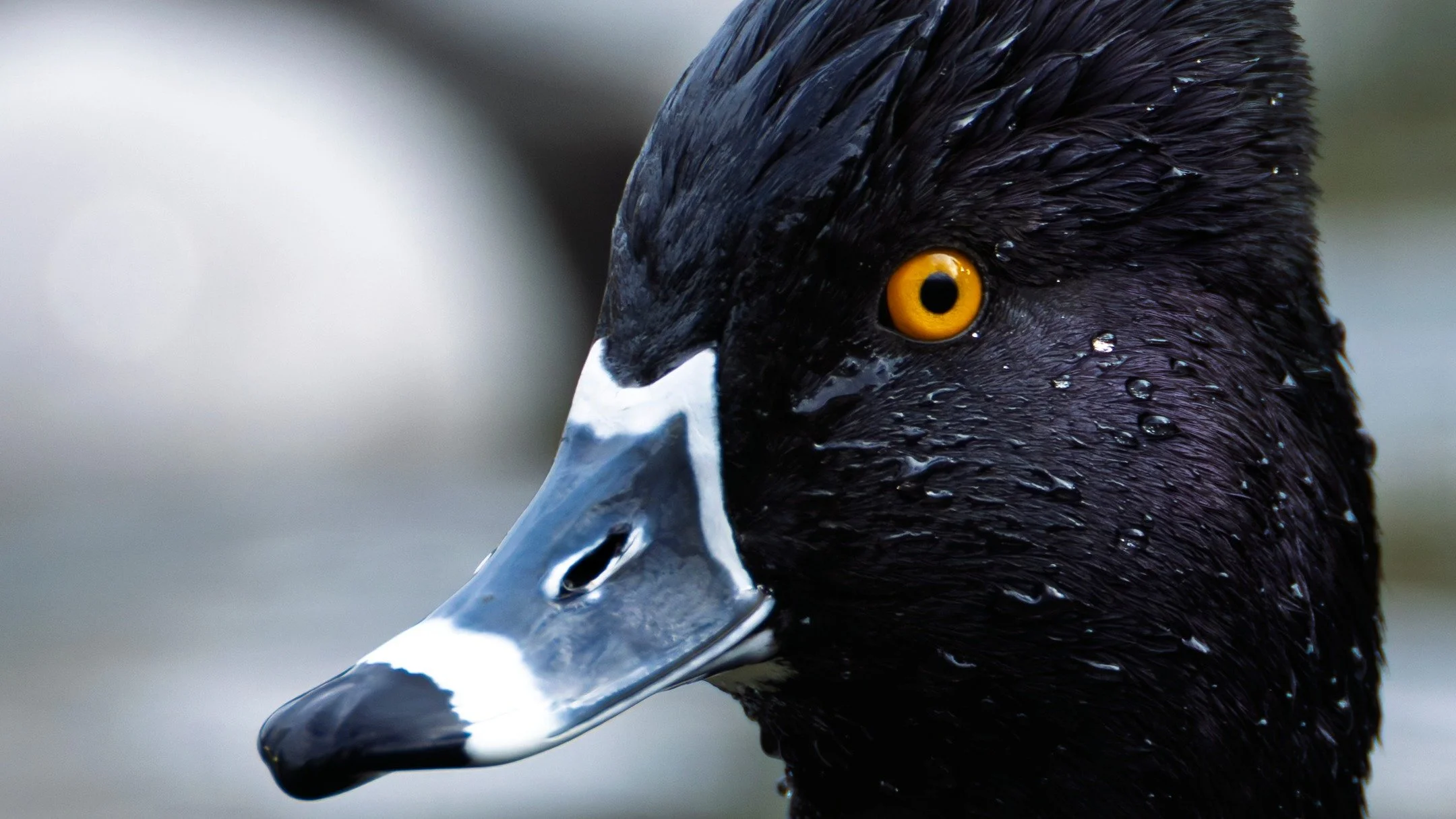 Ring-necked Duck