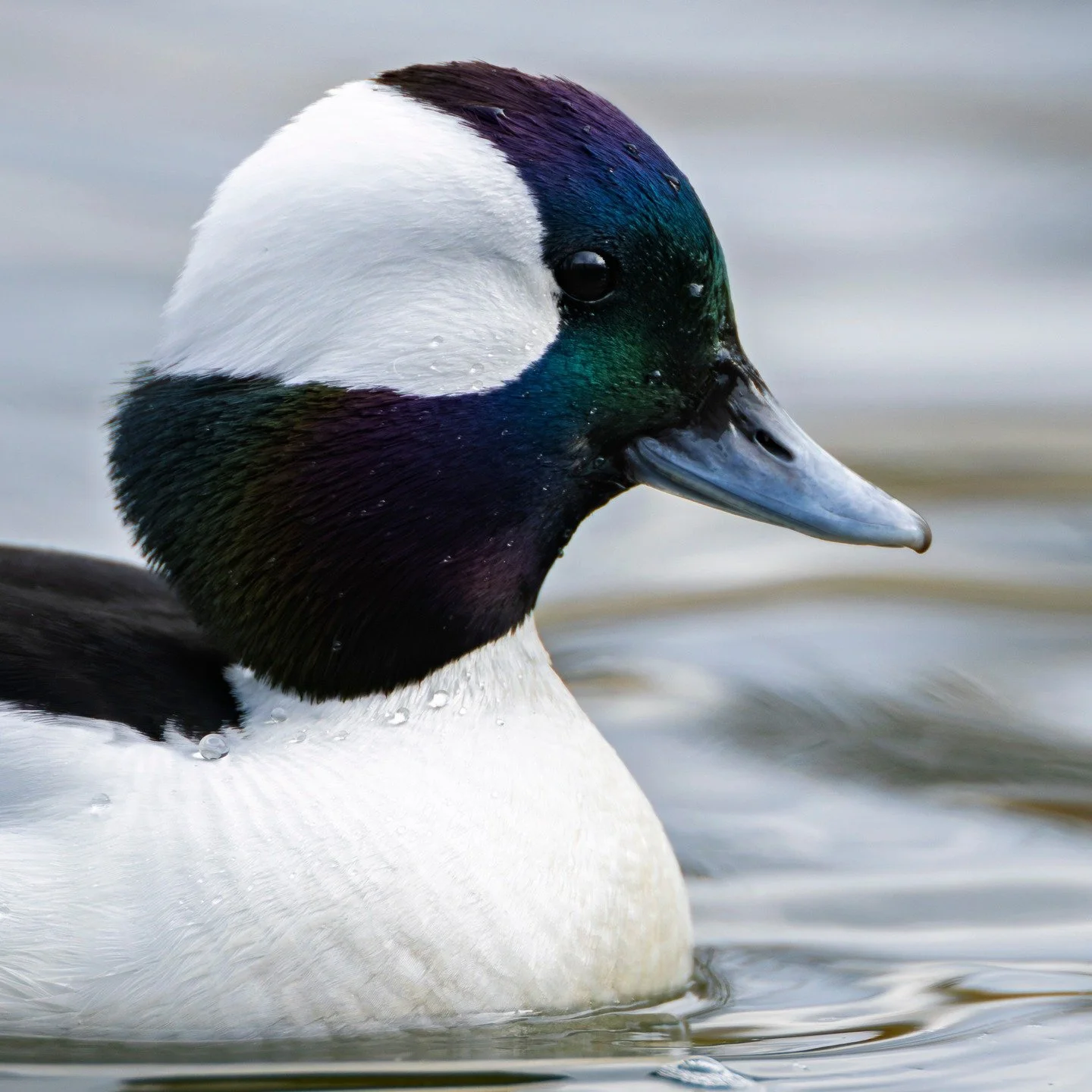 Bufflehead