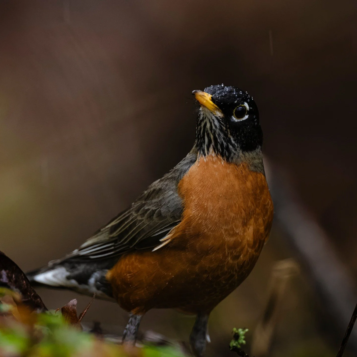 American Robin