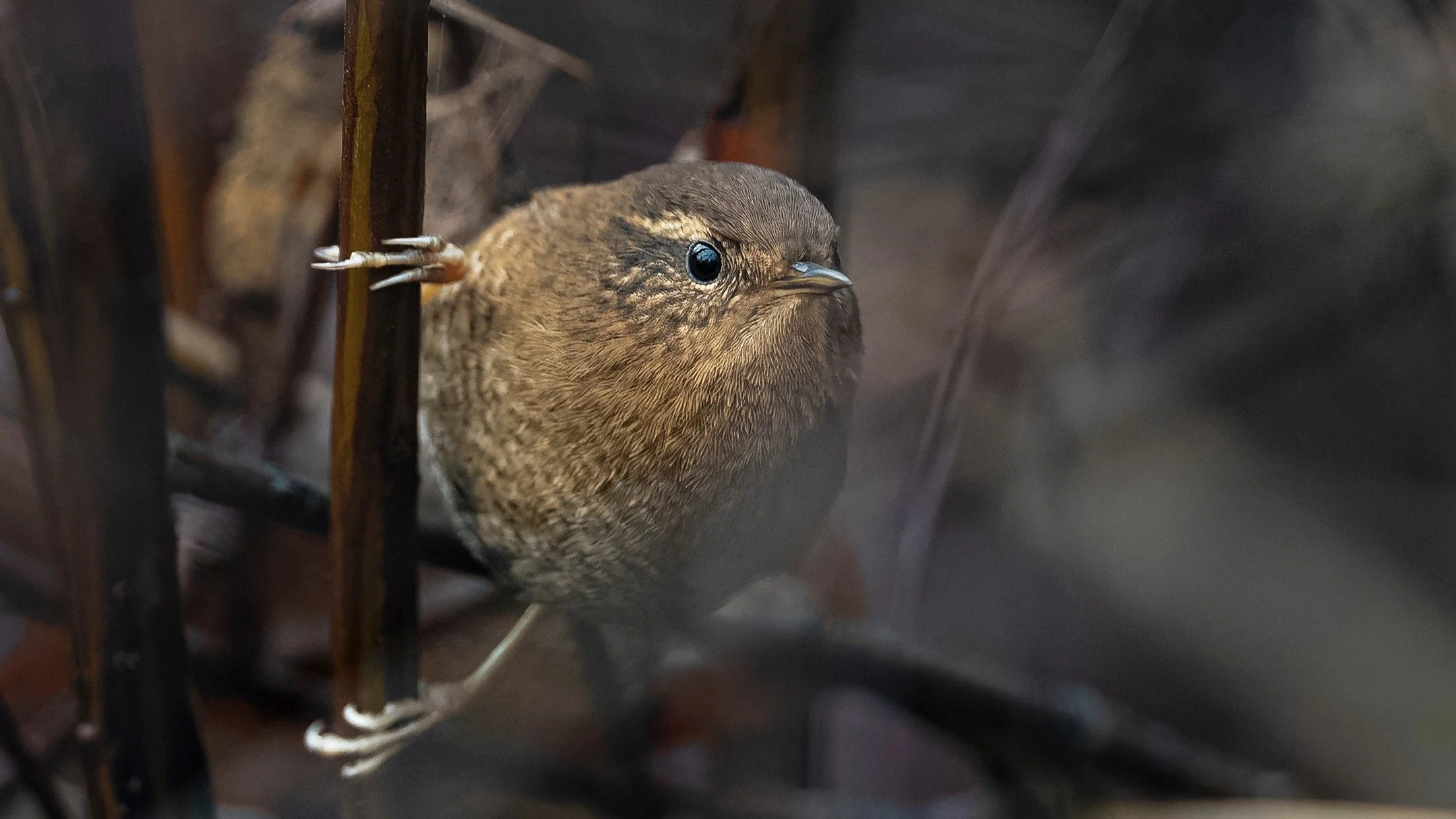 Pacific Wren