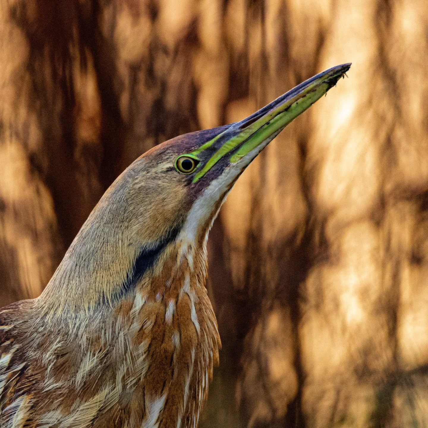 American Bittern