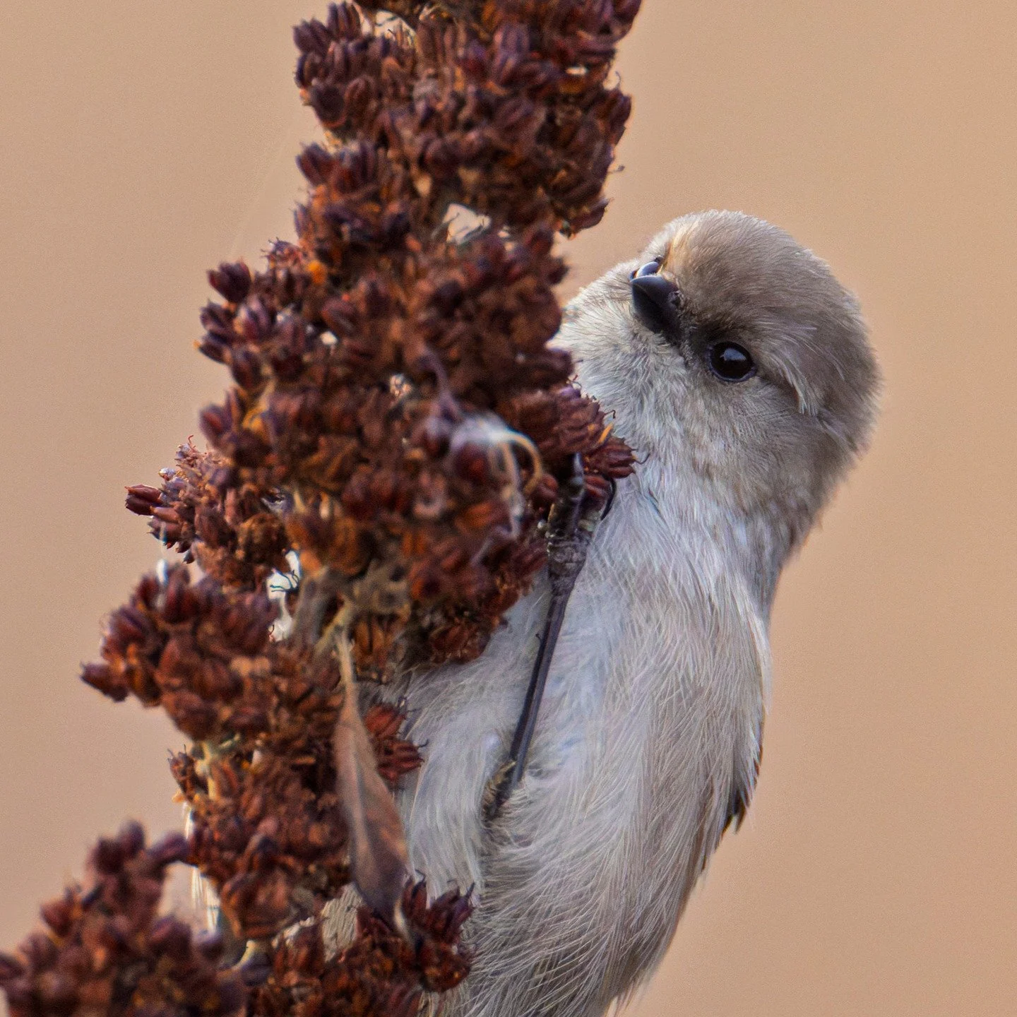 Bushtit