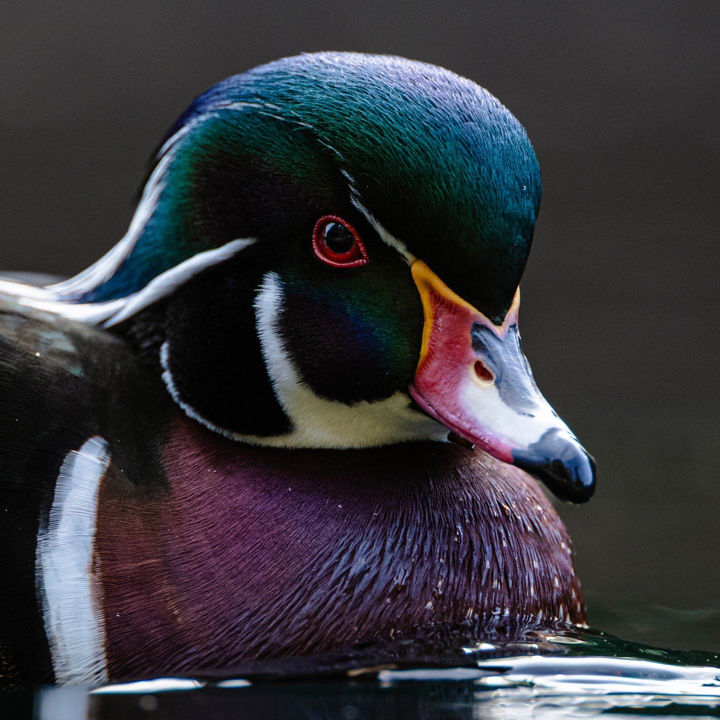 Wood Ducks