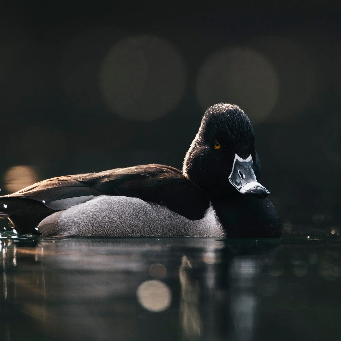 Ring-necked Duck
