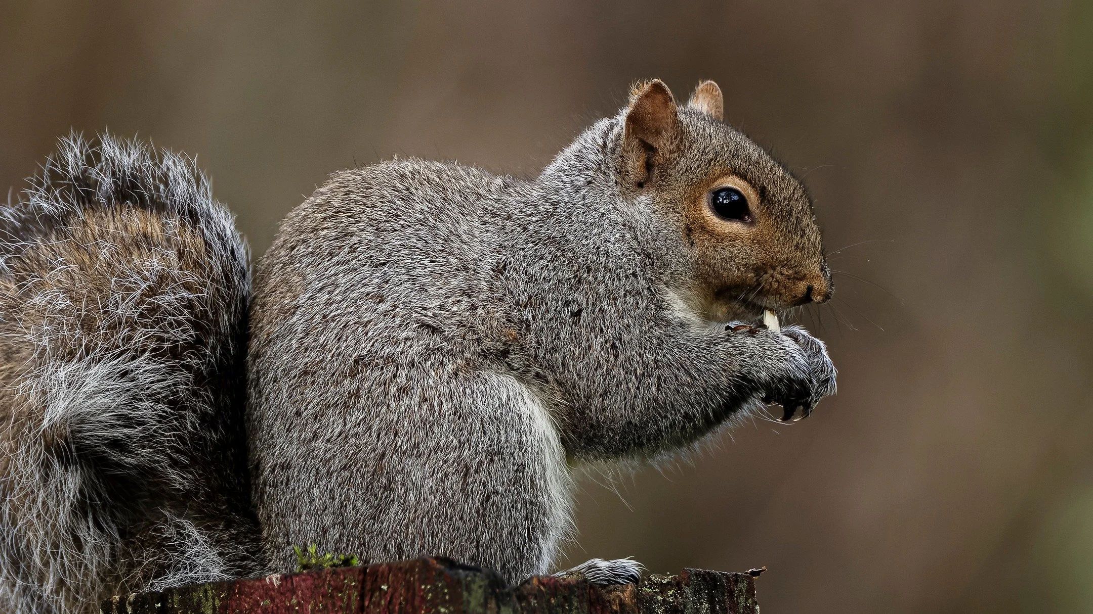 Eastern Grey Squirrel