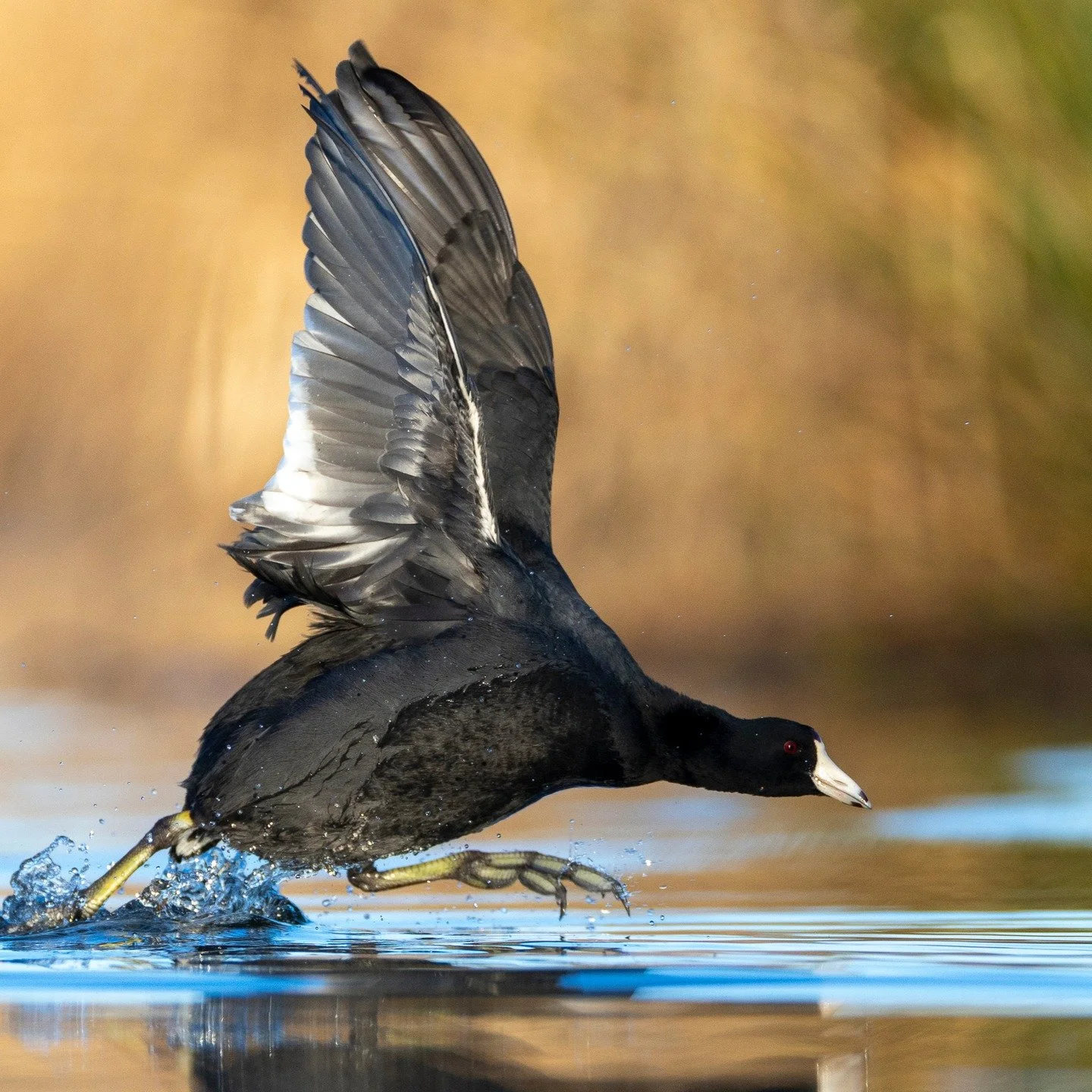 American Coot