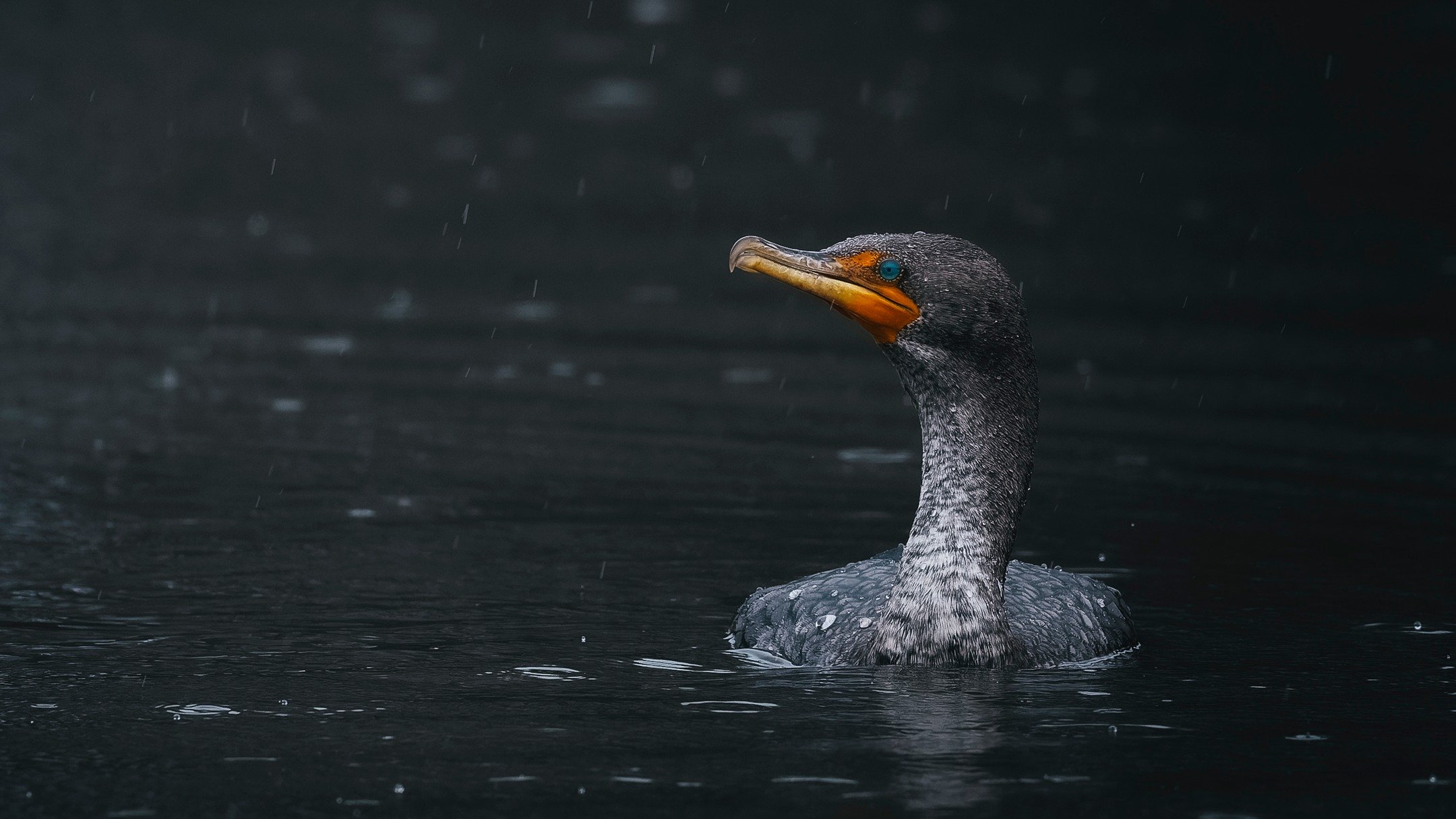 Double-crested Cormorant