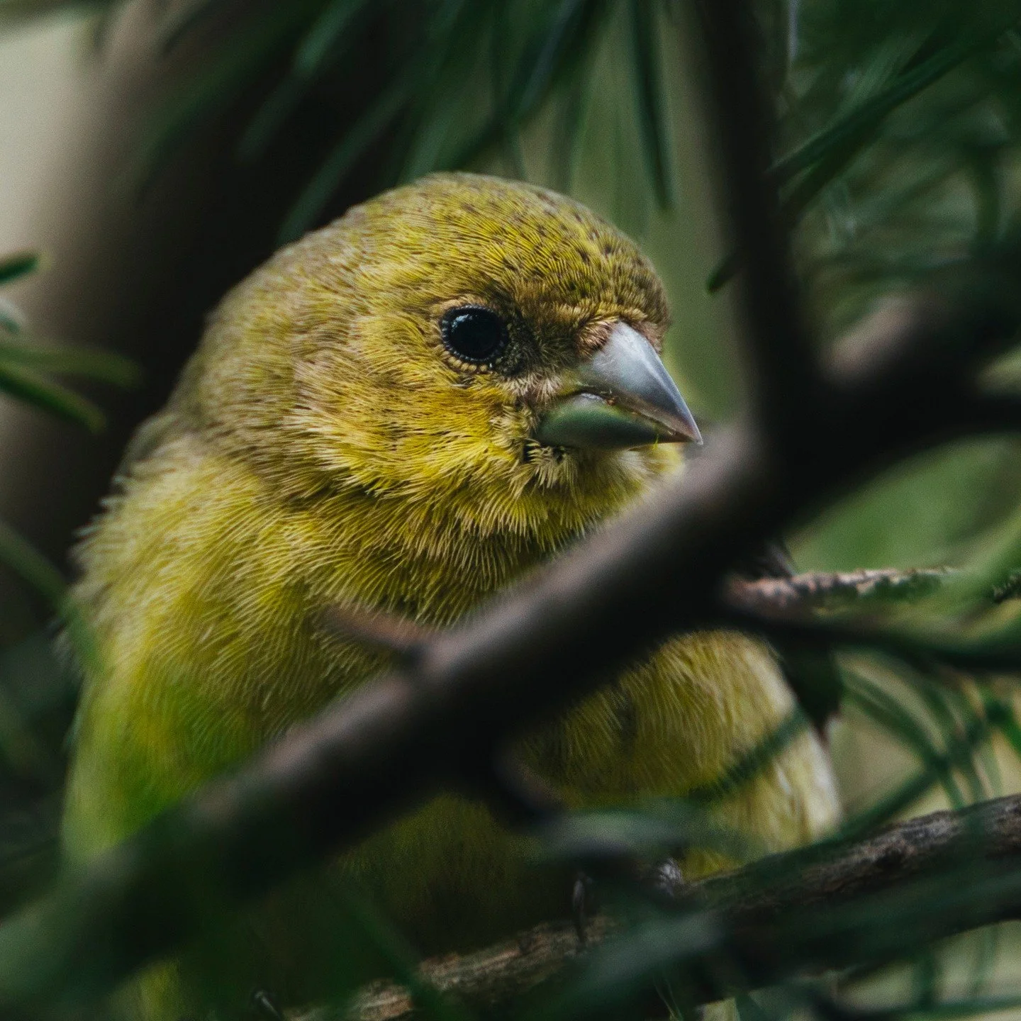 Lesser Goldfinch