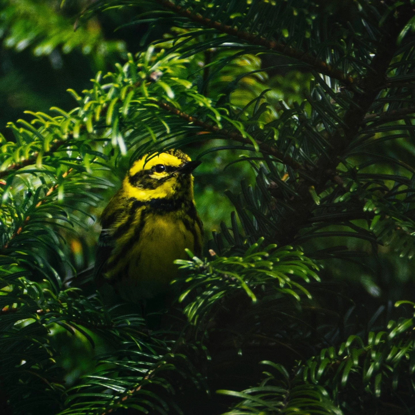 Townsend's Warbler