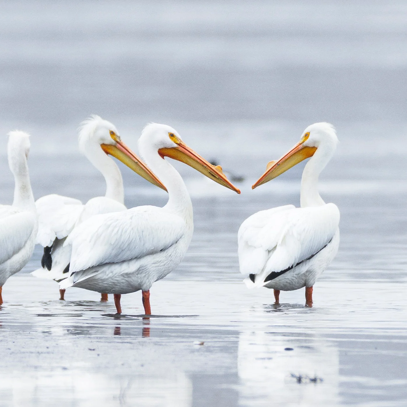 American White Pelicans
