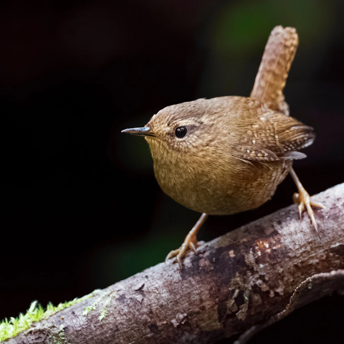 Pacific Wrens