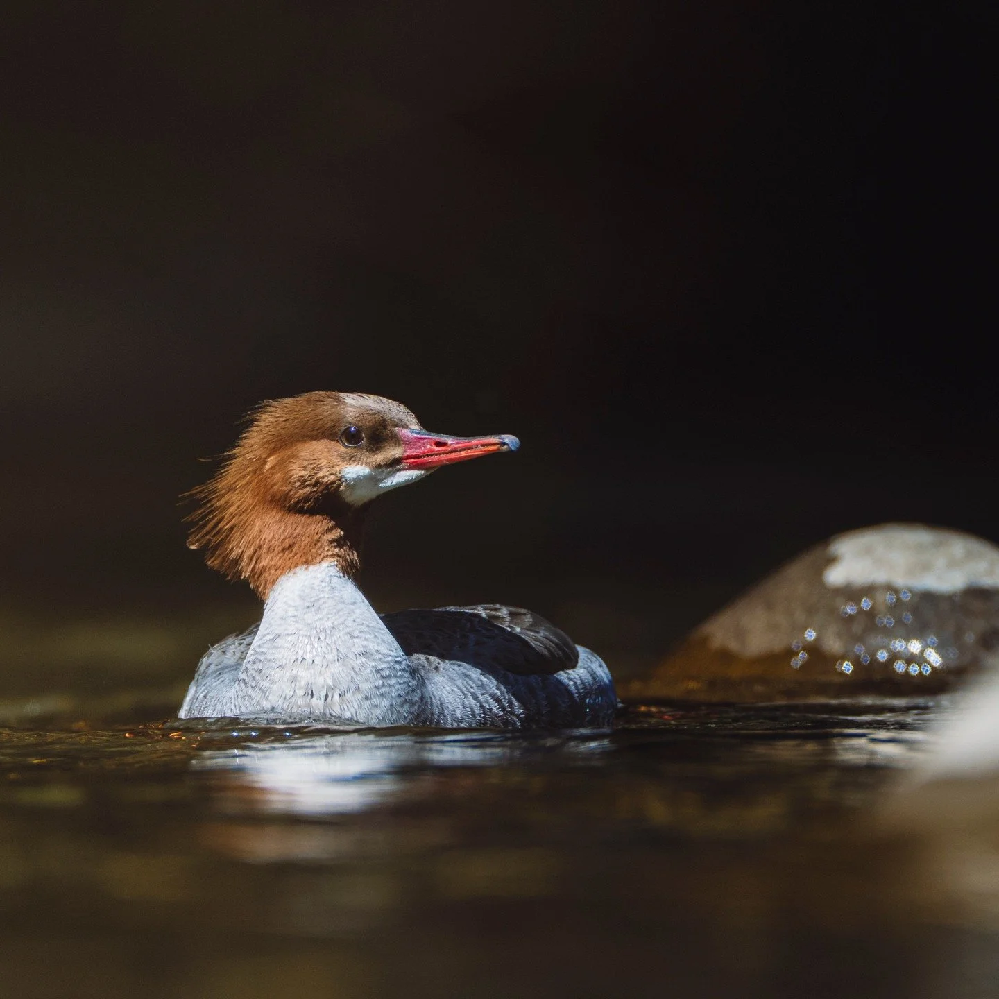 Common Merganser