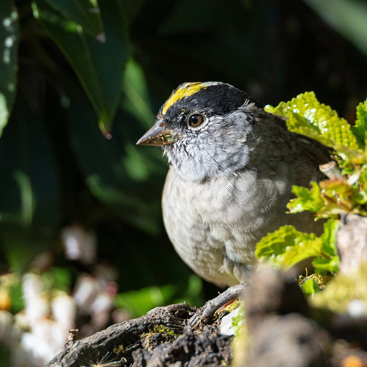 Golden-crowned Sparrow