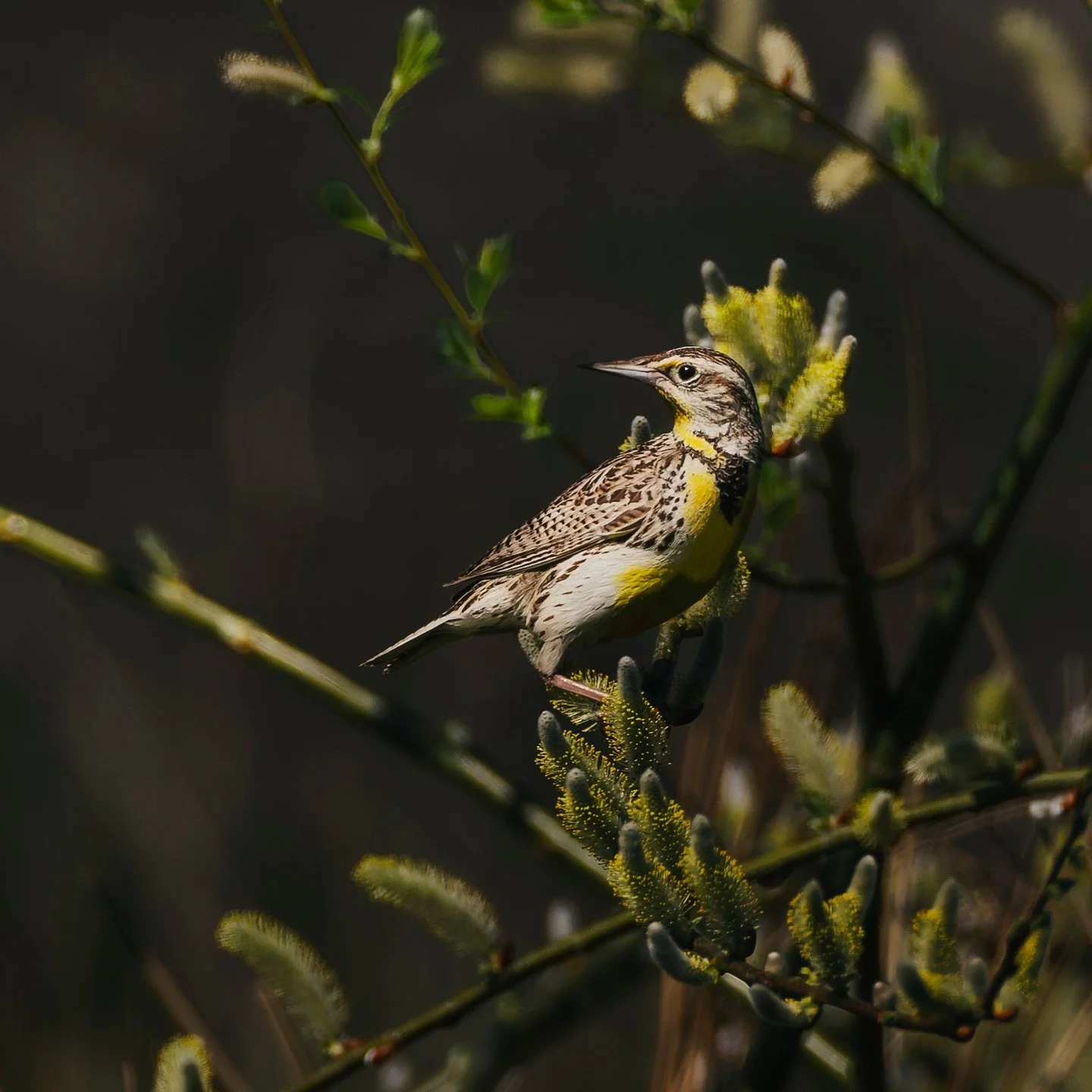 Western Meadowlark