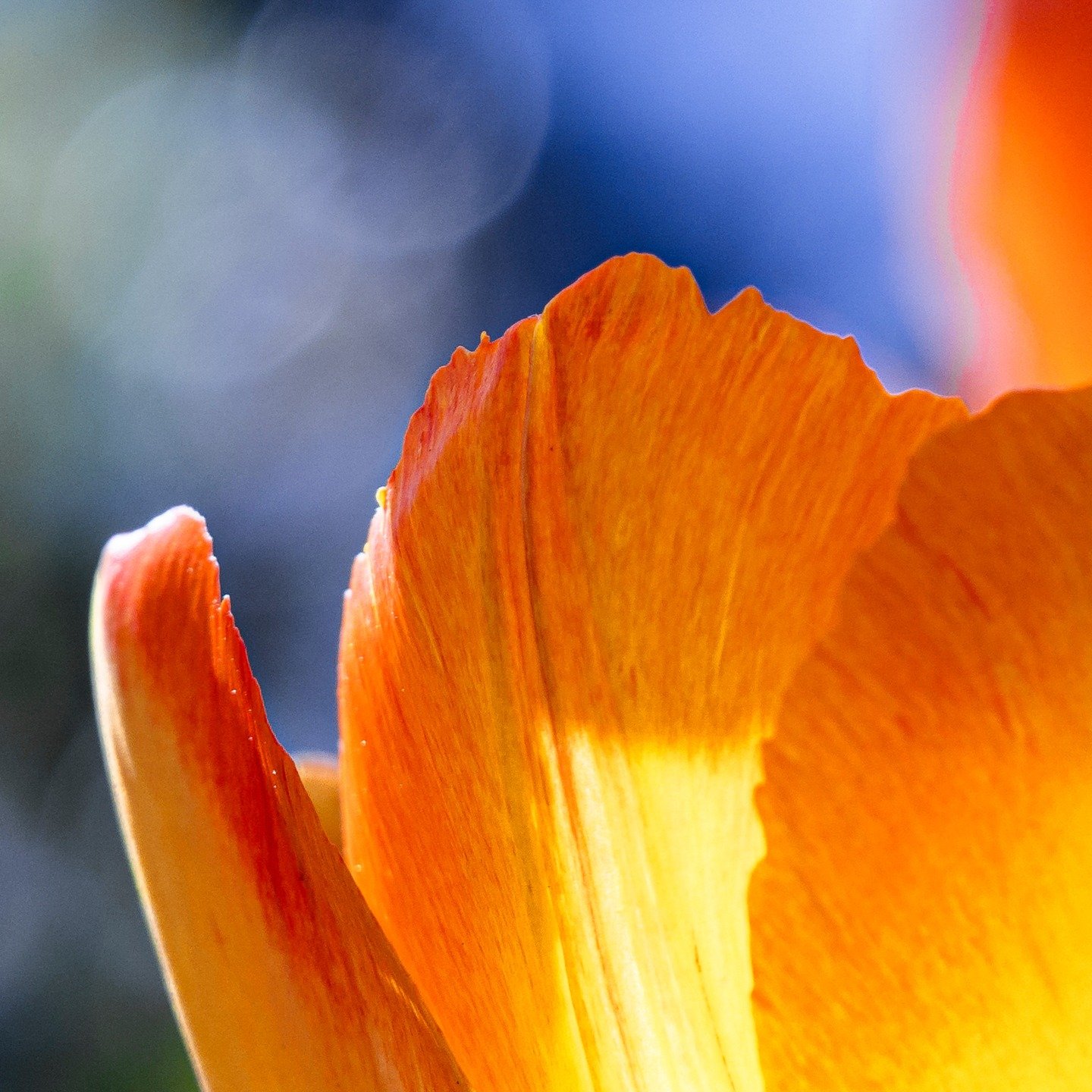 Various Flowers and a Pinecone