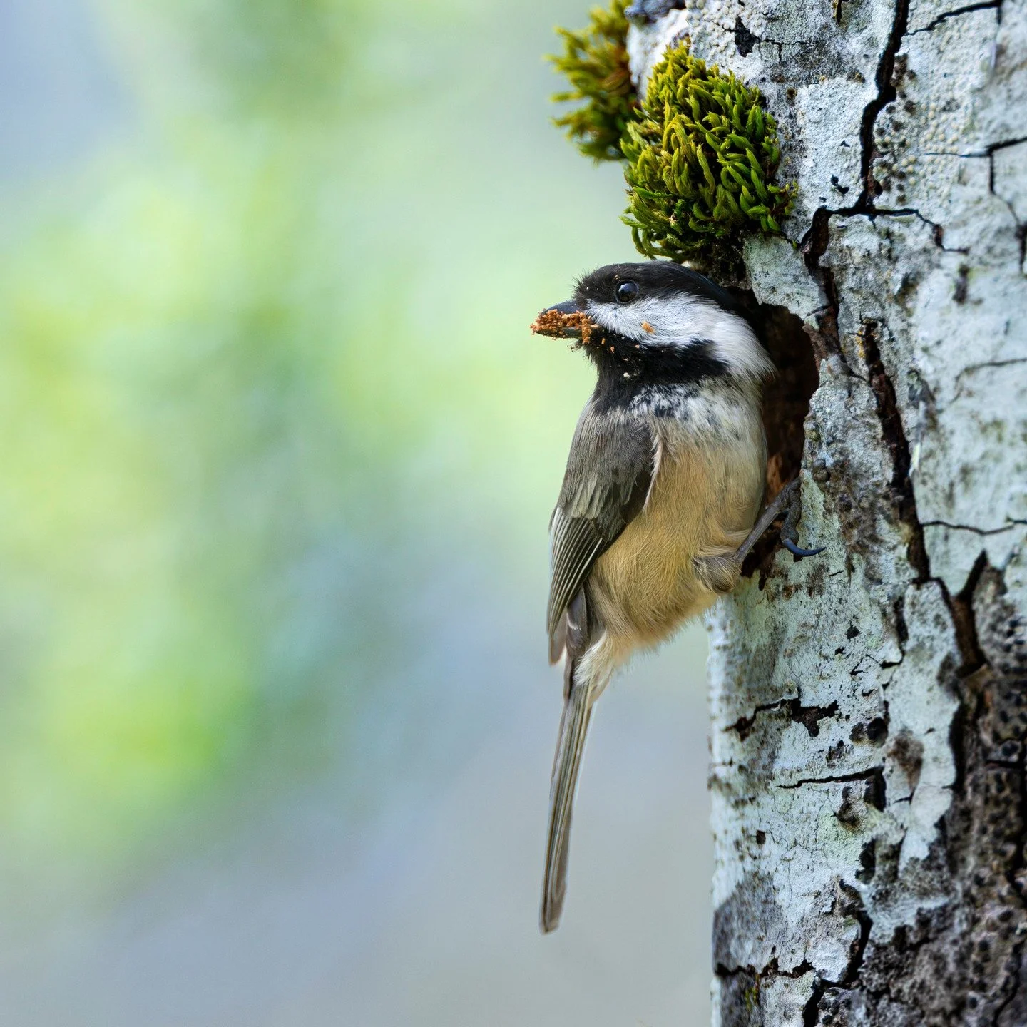 Black-capped Chickadee