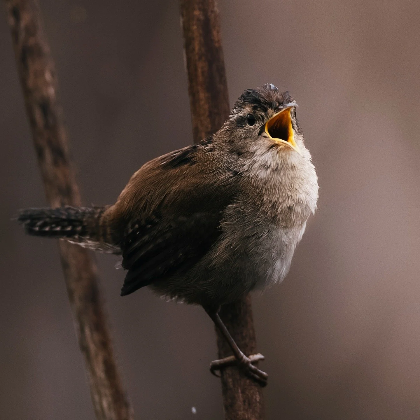 Marsh Wren