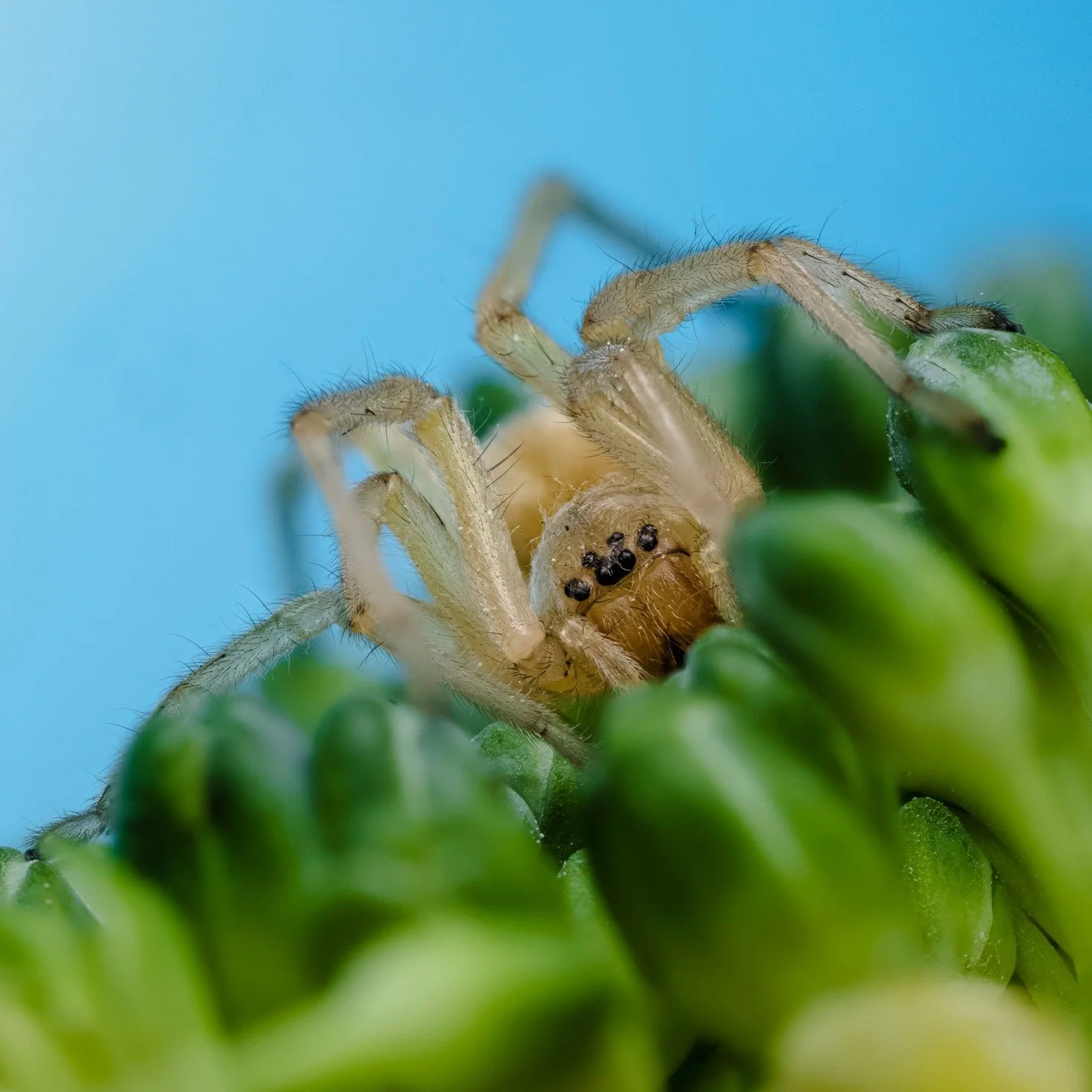 Yellow Sac Spider