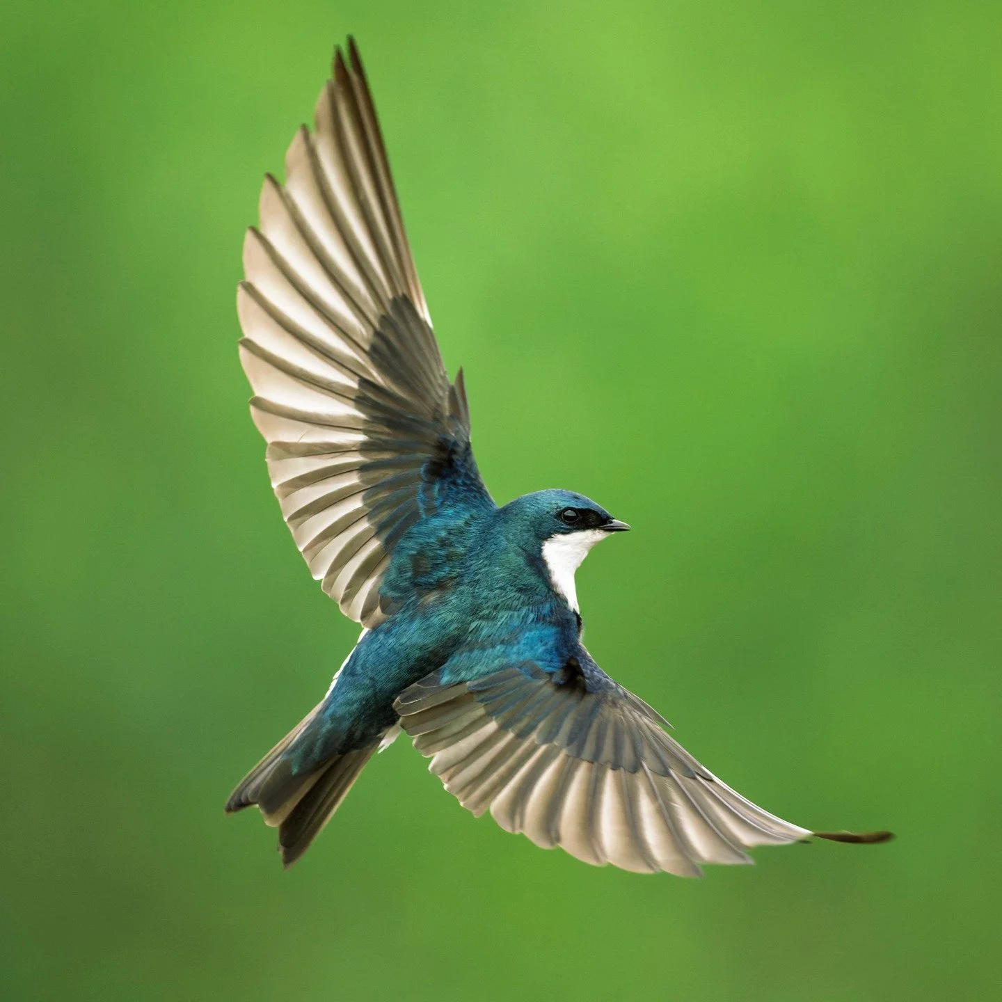 Tree Swallows