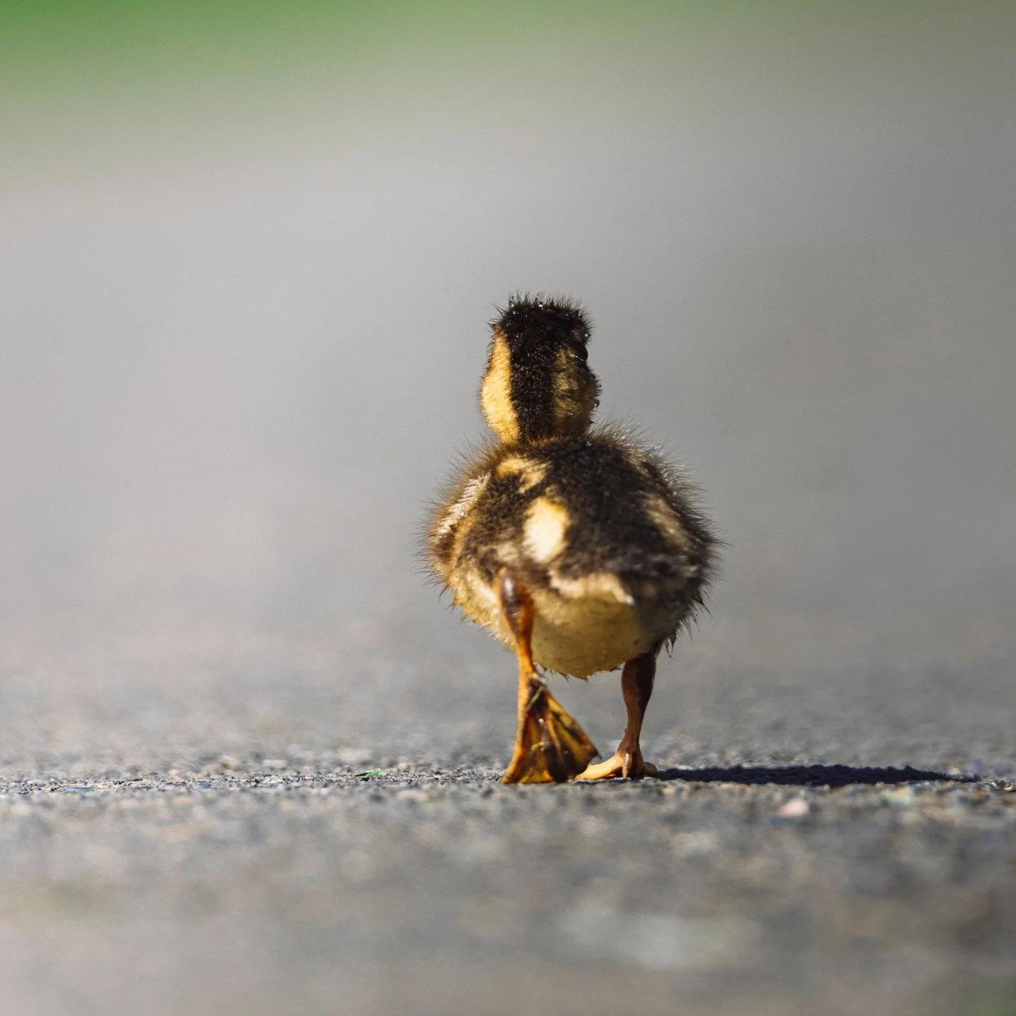 Mallard Chicks
