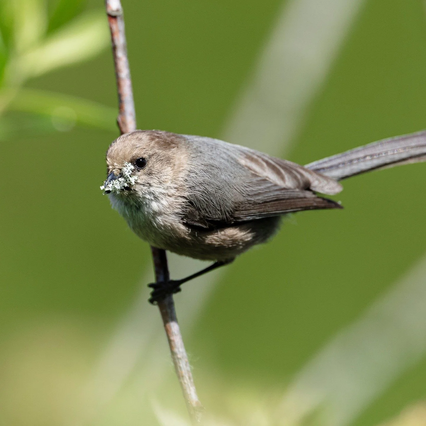 Nest Building Bushtits
