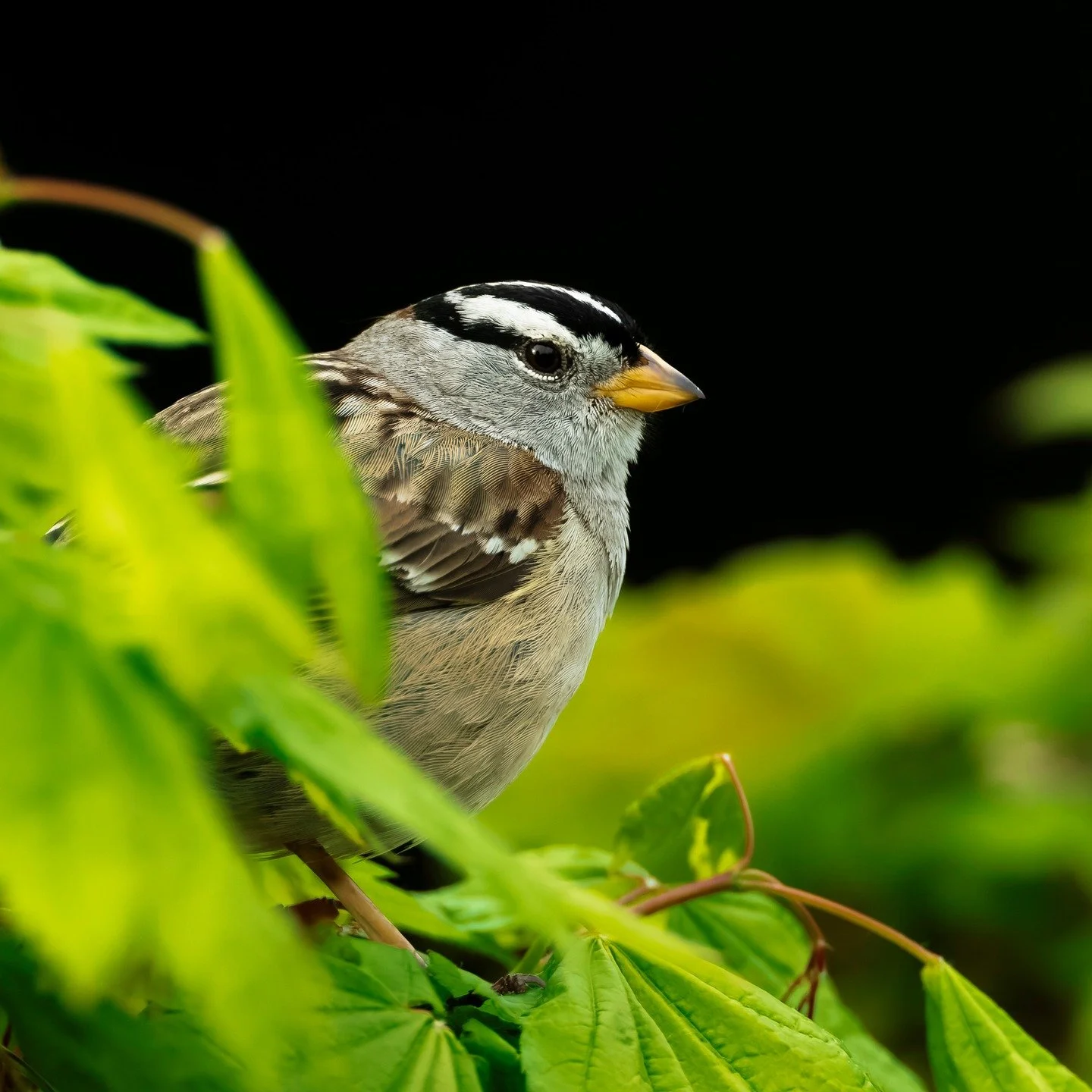 White-crowned Sparrow