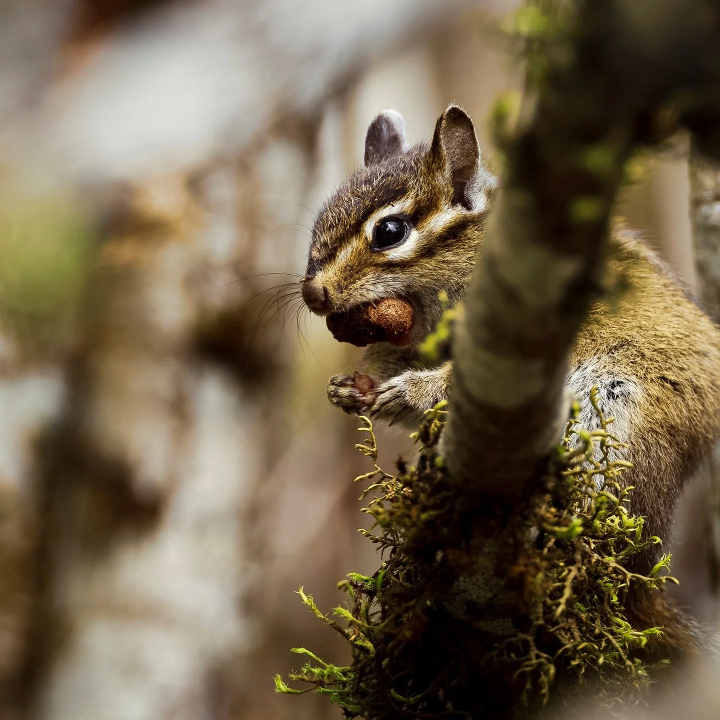 Townsend's Chipmunk