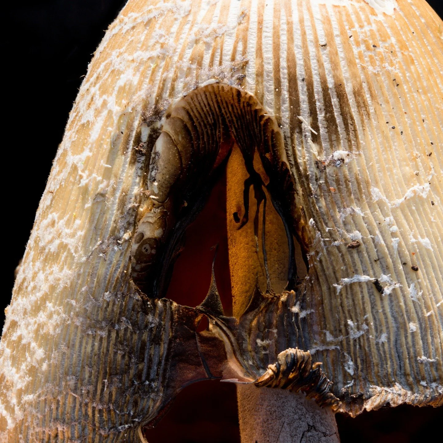 Inky Cap mushroom (Coprinellus sp.)