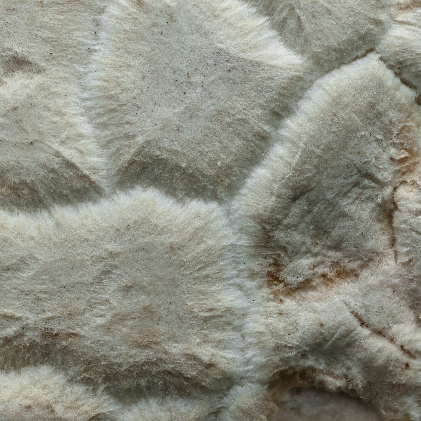 Western Giant Puffball (Calvatia booniana)
