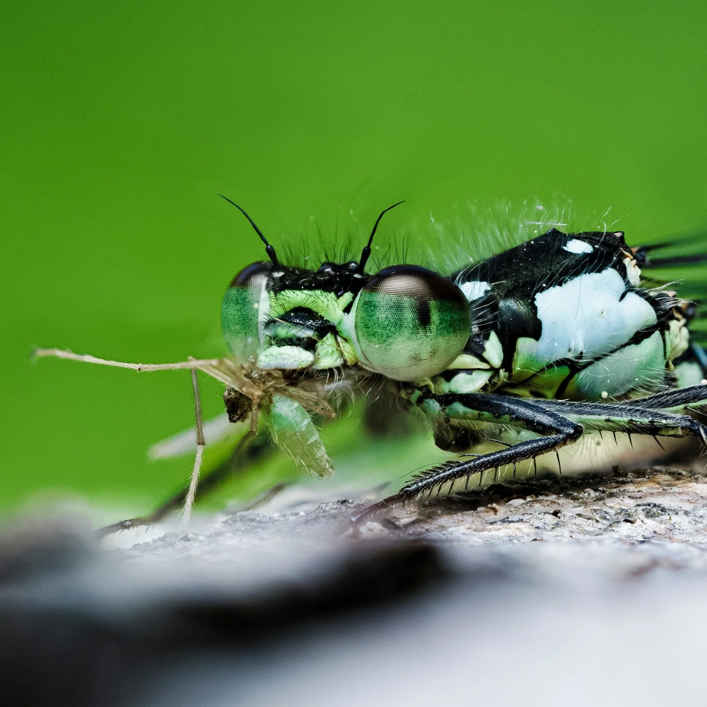 Pacific Forktail damselfly (Ischnura cervula)