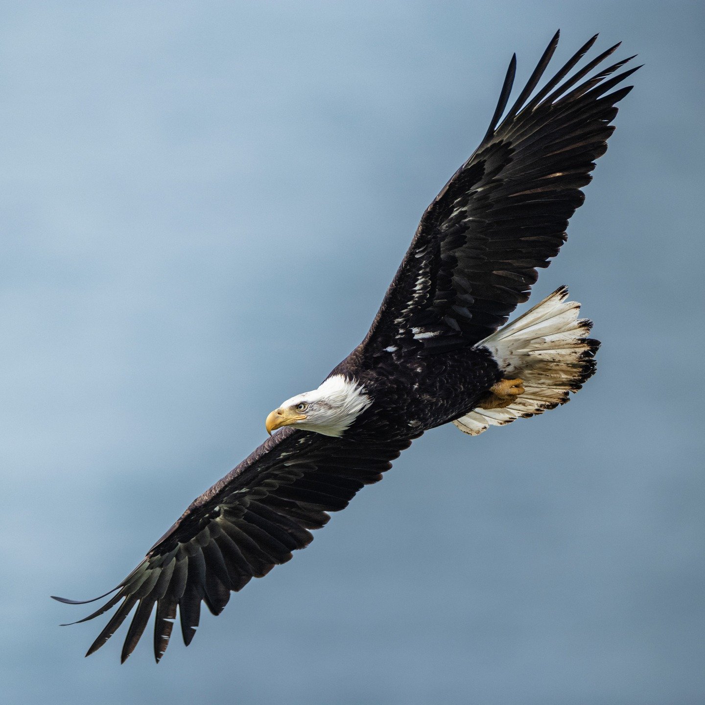 Bald Eagle