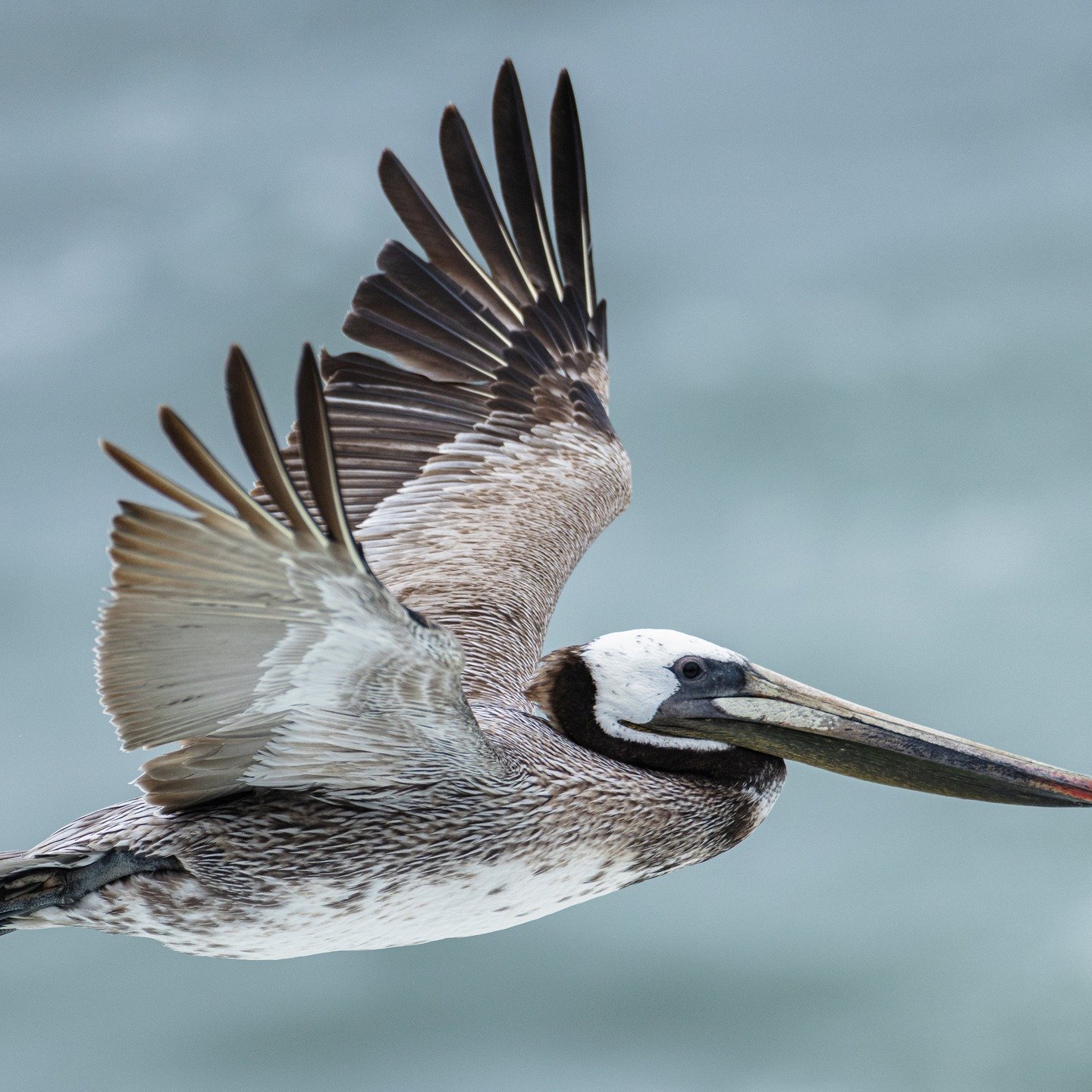 Brown Pelicans