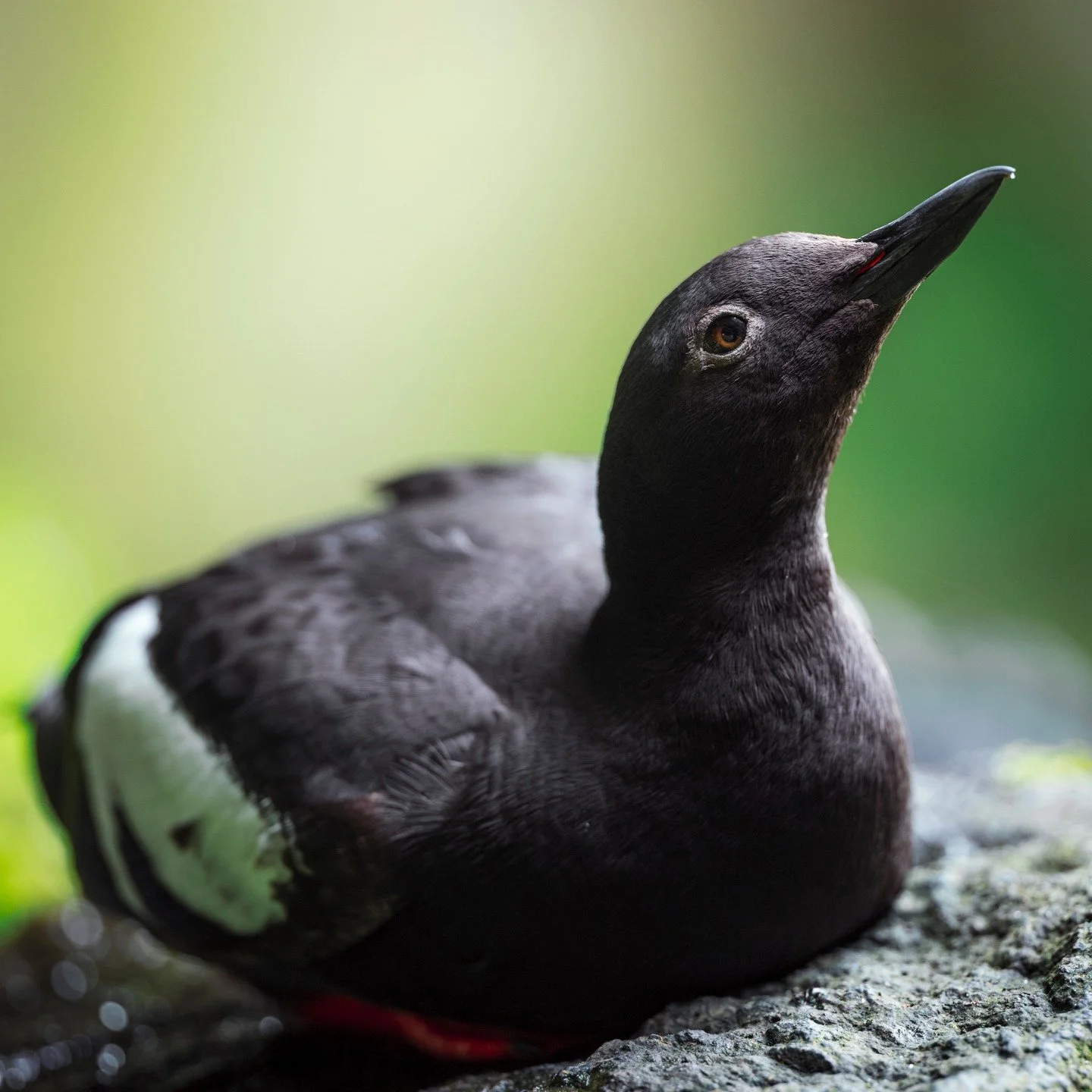 Pigeon Guillemots