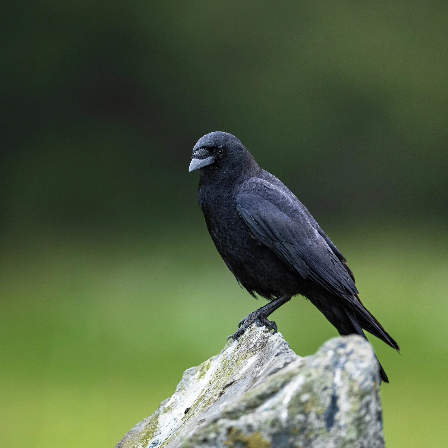American Crow